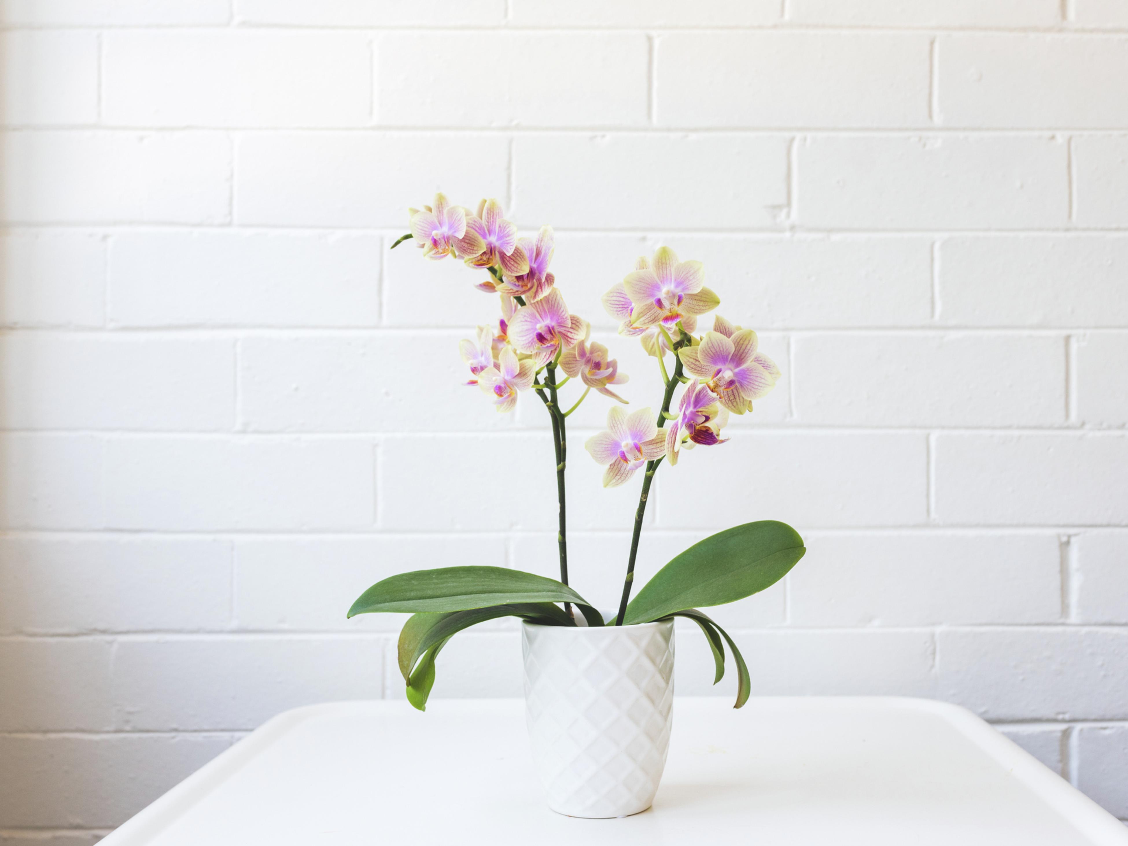 Plant Gifts Living Gifts Bunnings Australia