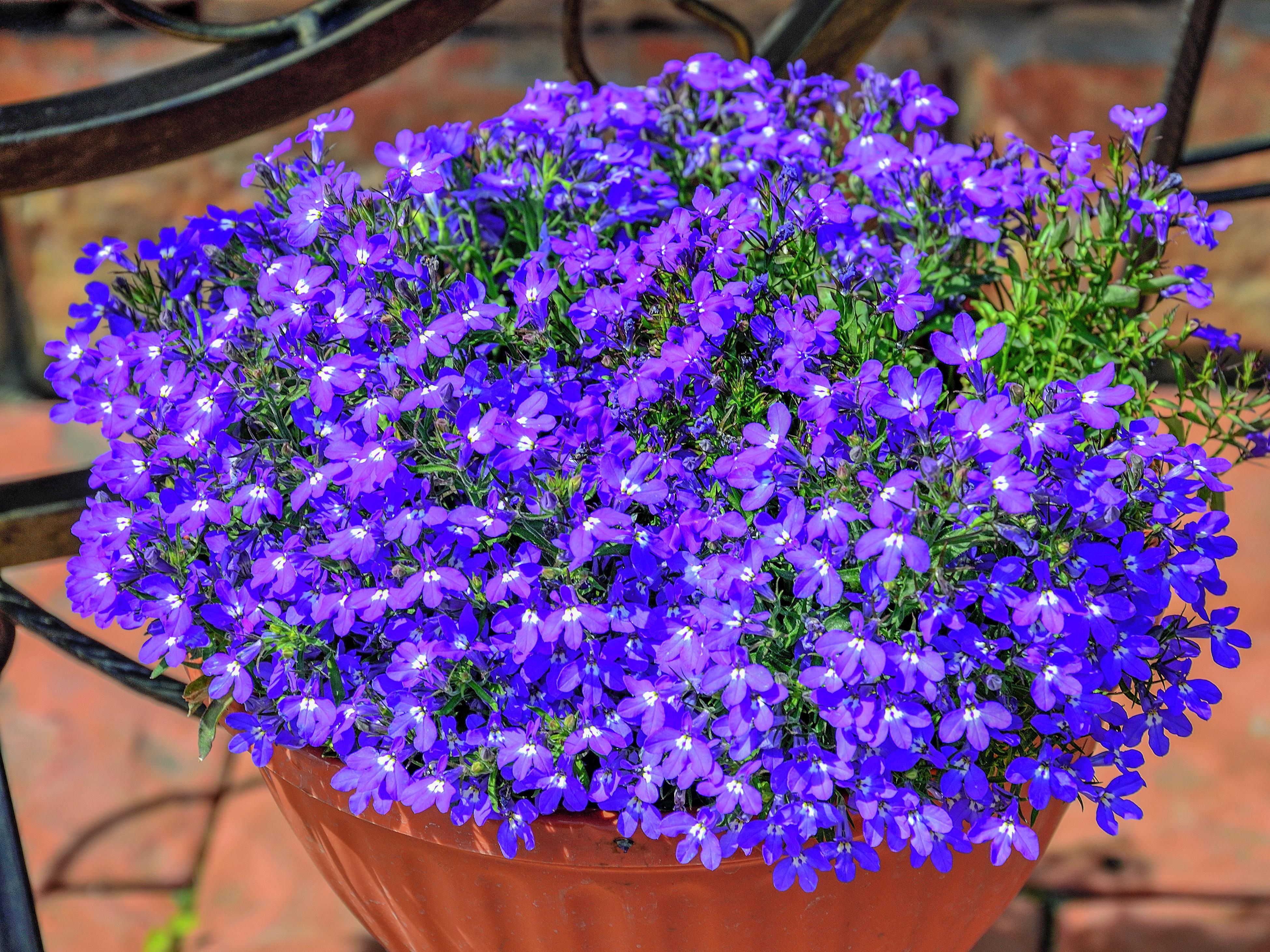 lobelia hanging basket