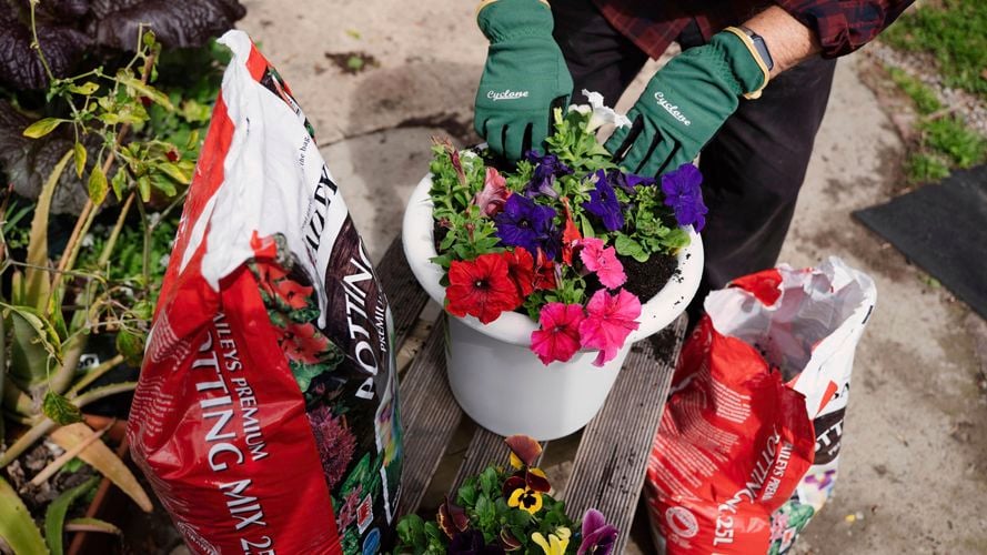 Hands planting flowers in pot.
