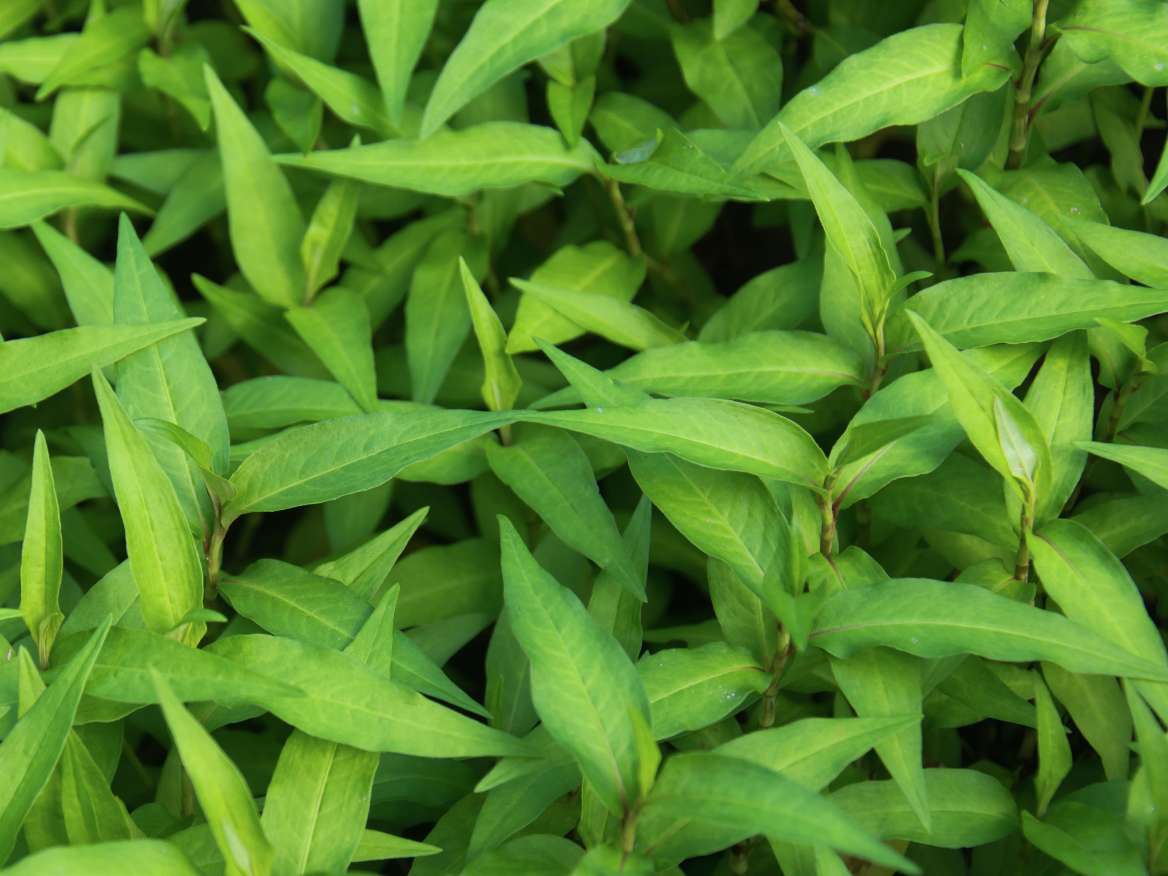 How To Grow Vietnamese Mint Bunnings New Zealand