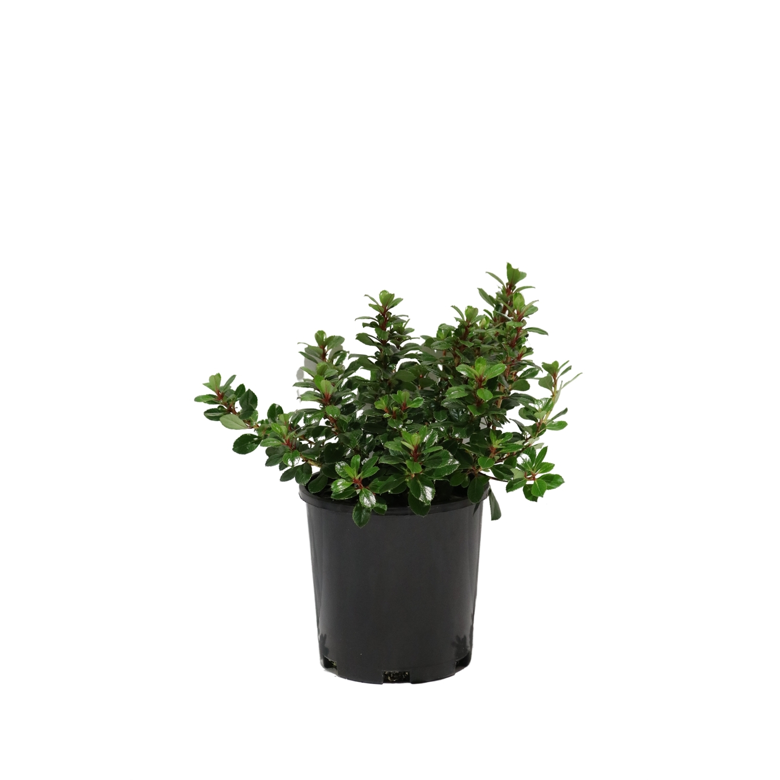 140mm Escallonia Pink Pixie - Escallonia hybrids - Bunnings Australia