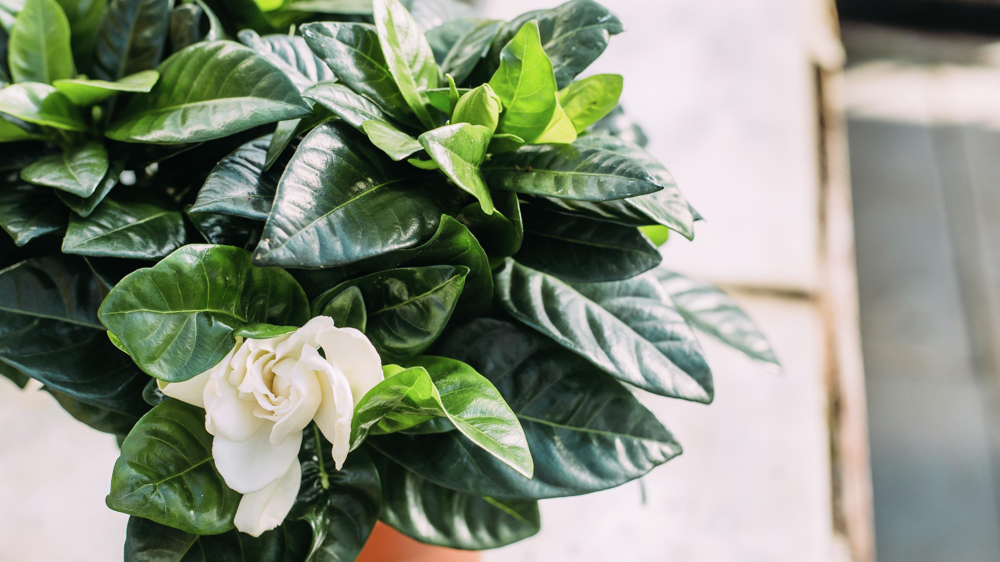 Close up of a white gardenia plant in a pot