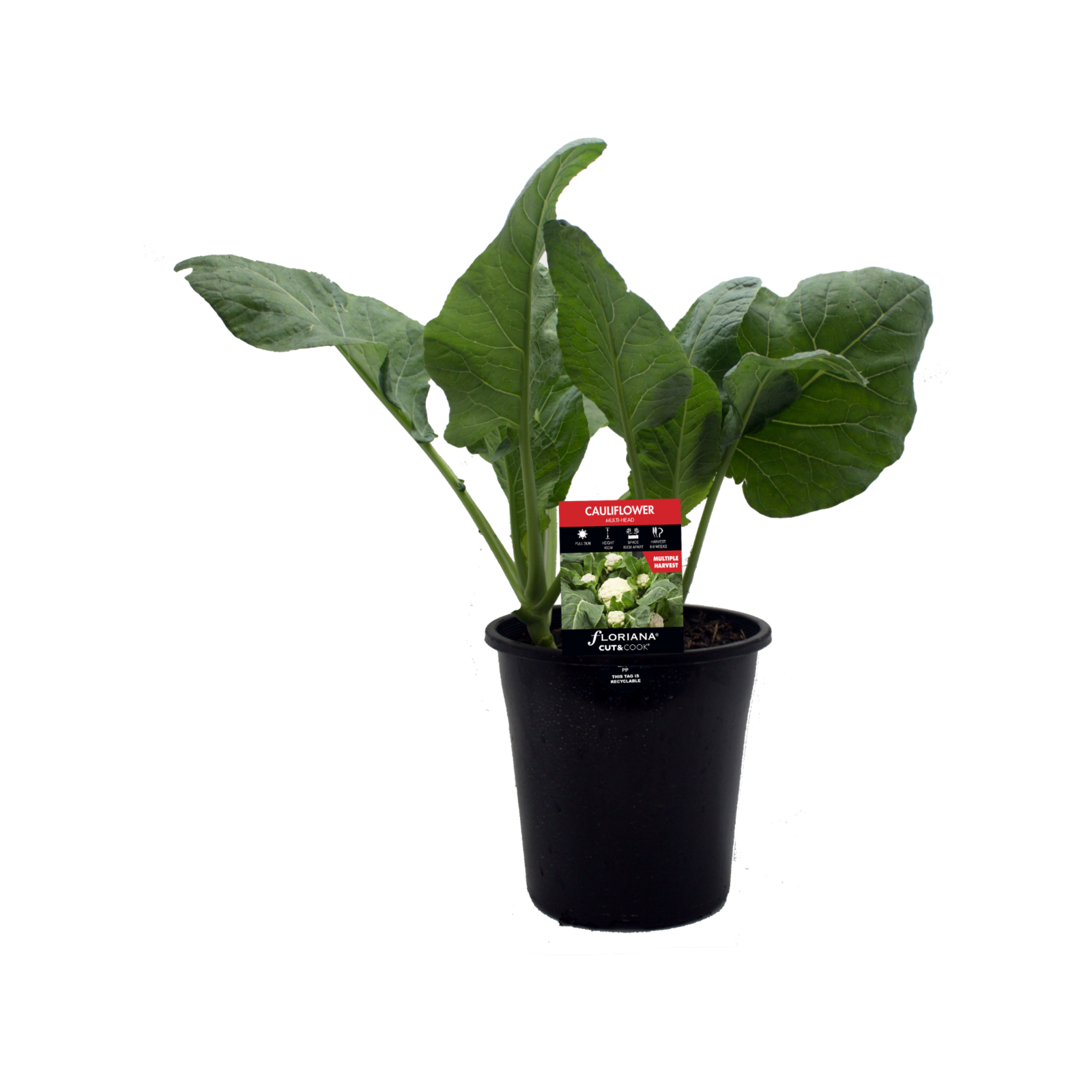 180mm Cauliflower MultiHead Brassica oleracea Botrytis Bunnings