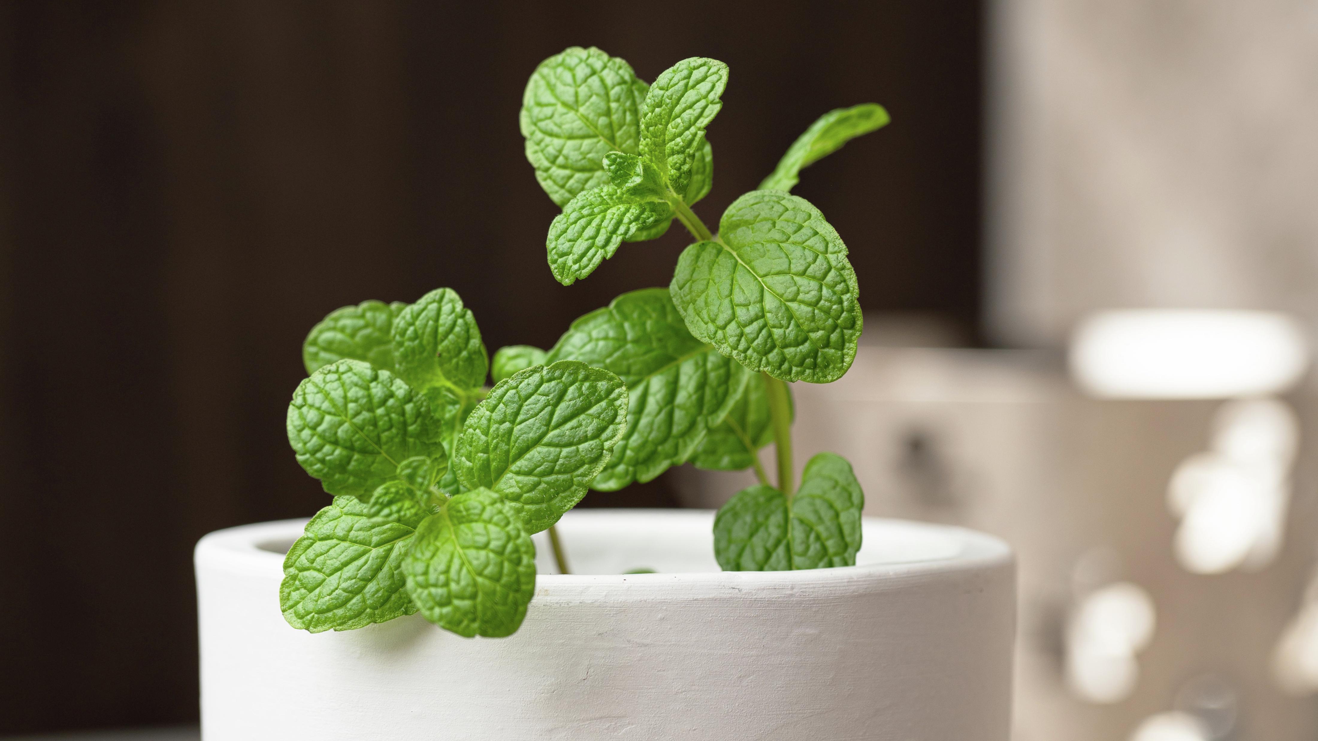 Planting and caring for Peppermint 