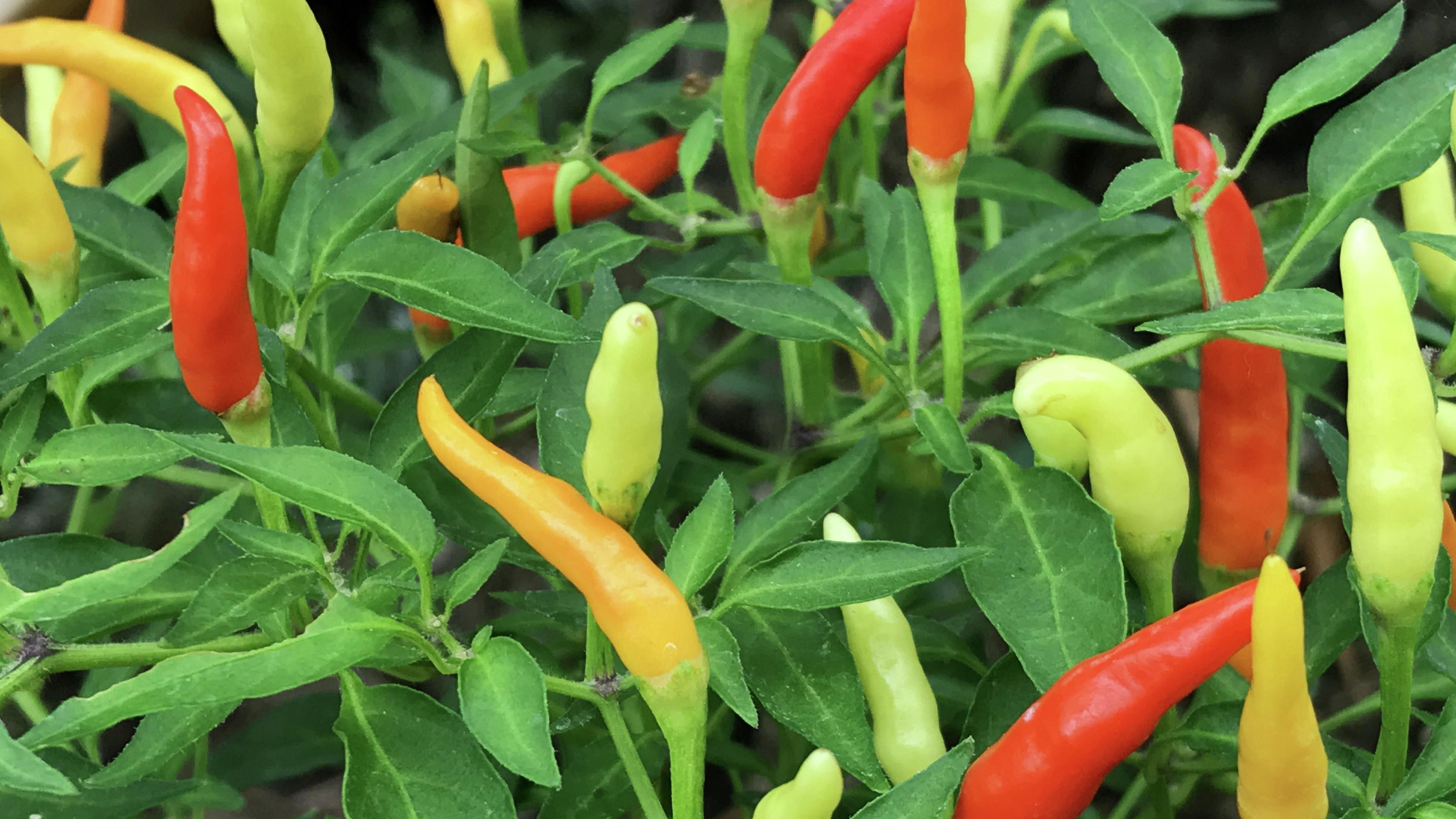 Best Practices to Grow Red Chilli: Climate, Soil & Harvesting Tips