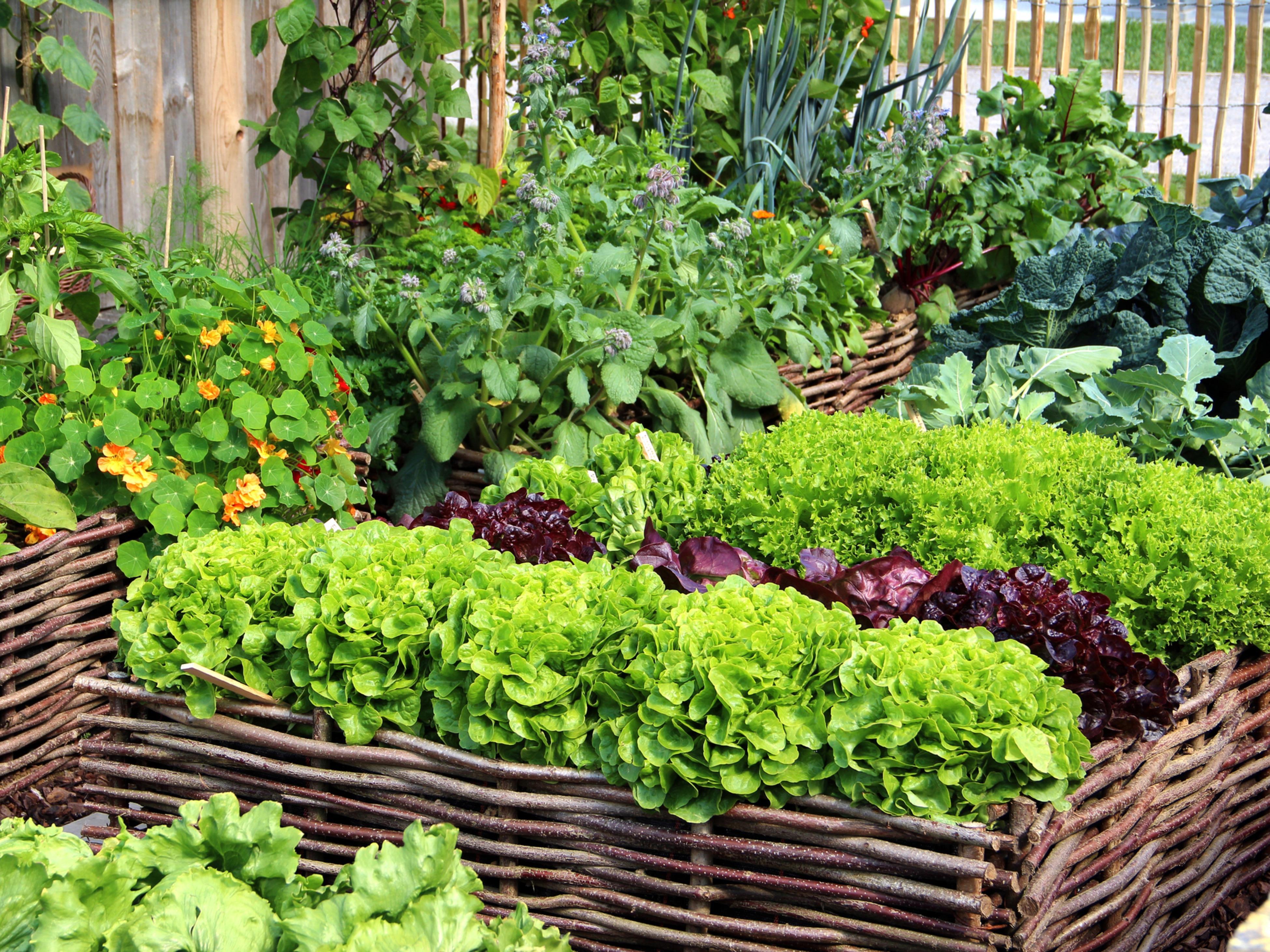 Veggie garden store