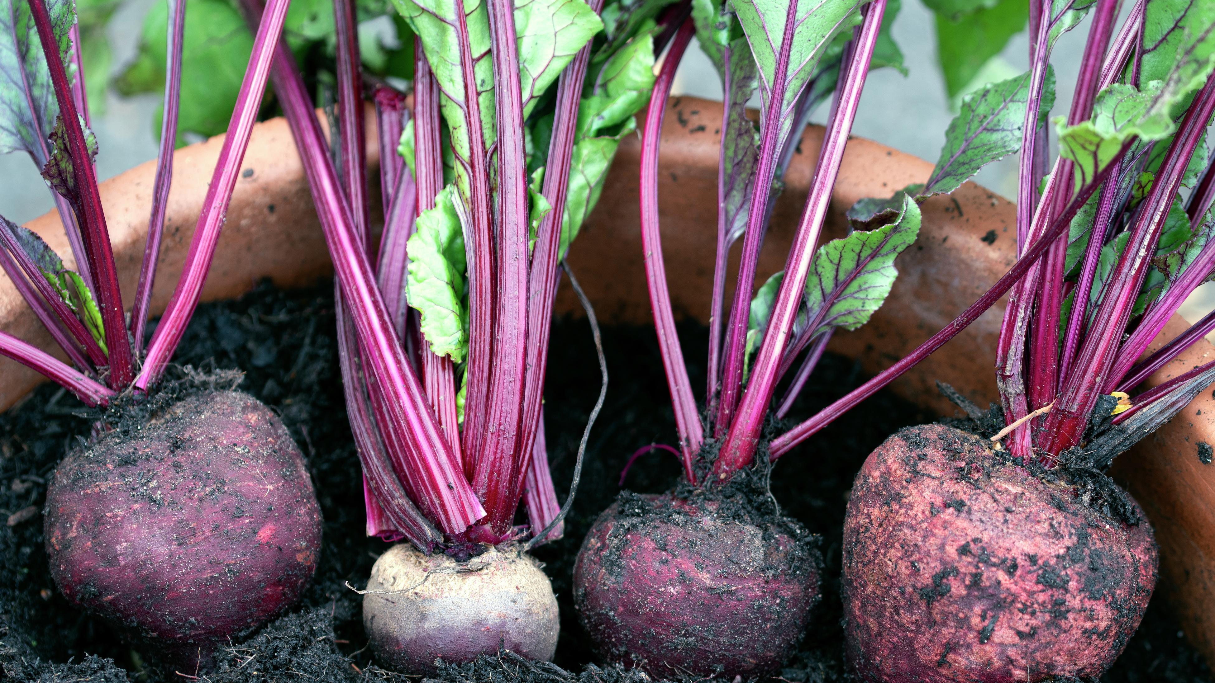 Homegrown beetroot in a terracotta pot filled with soil