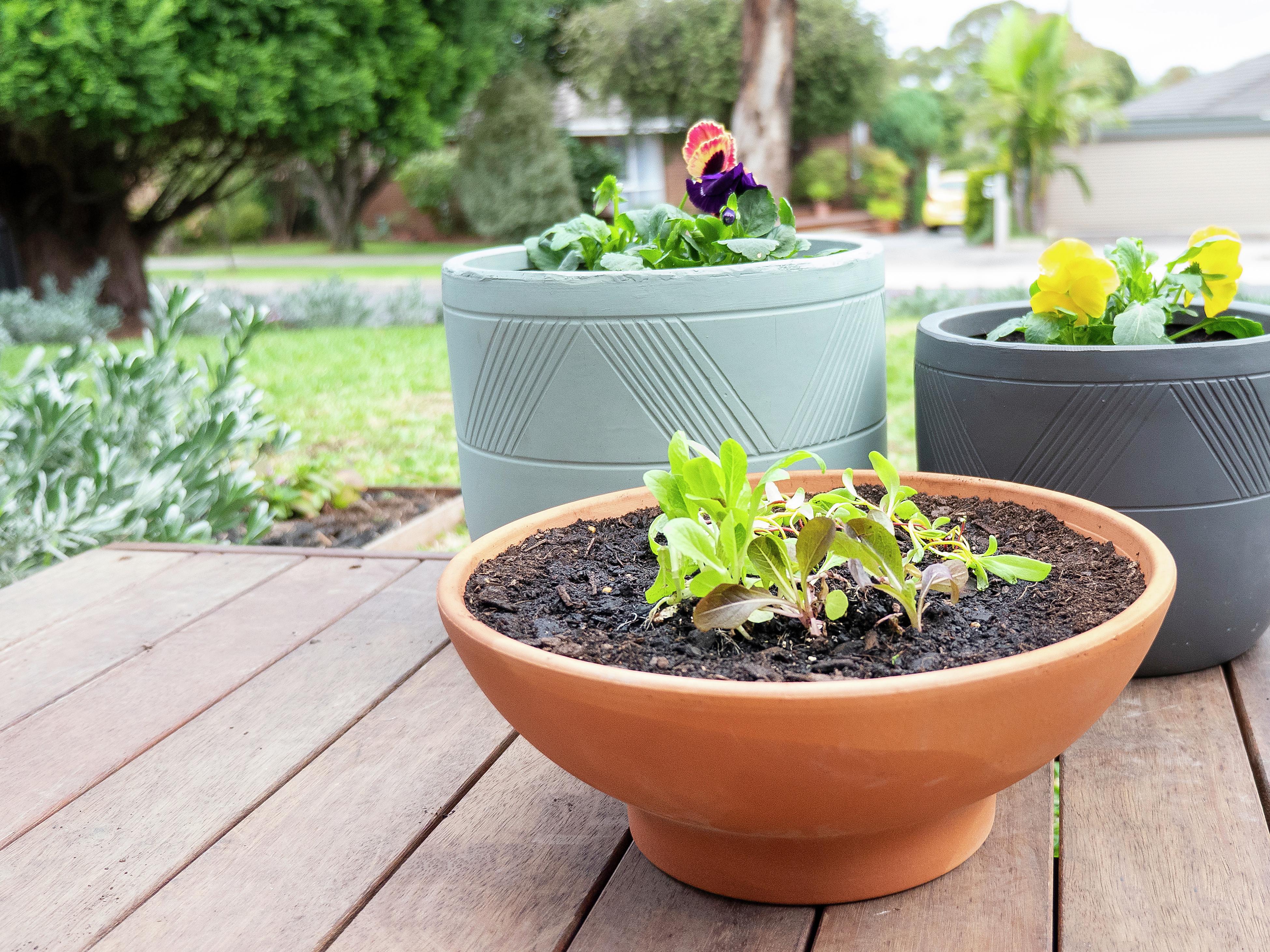 How To Choose The Right Outdoor Pot - Bunnings New Zealand