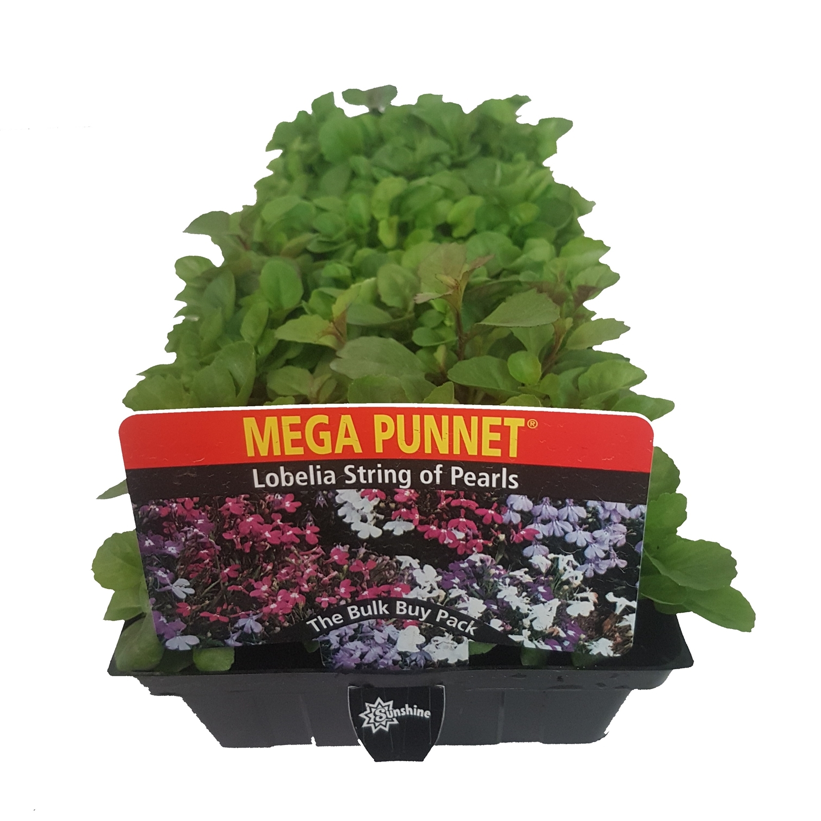 Mega Flowering Range Lobelia String Pearls Bunnings Australia