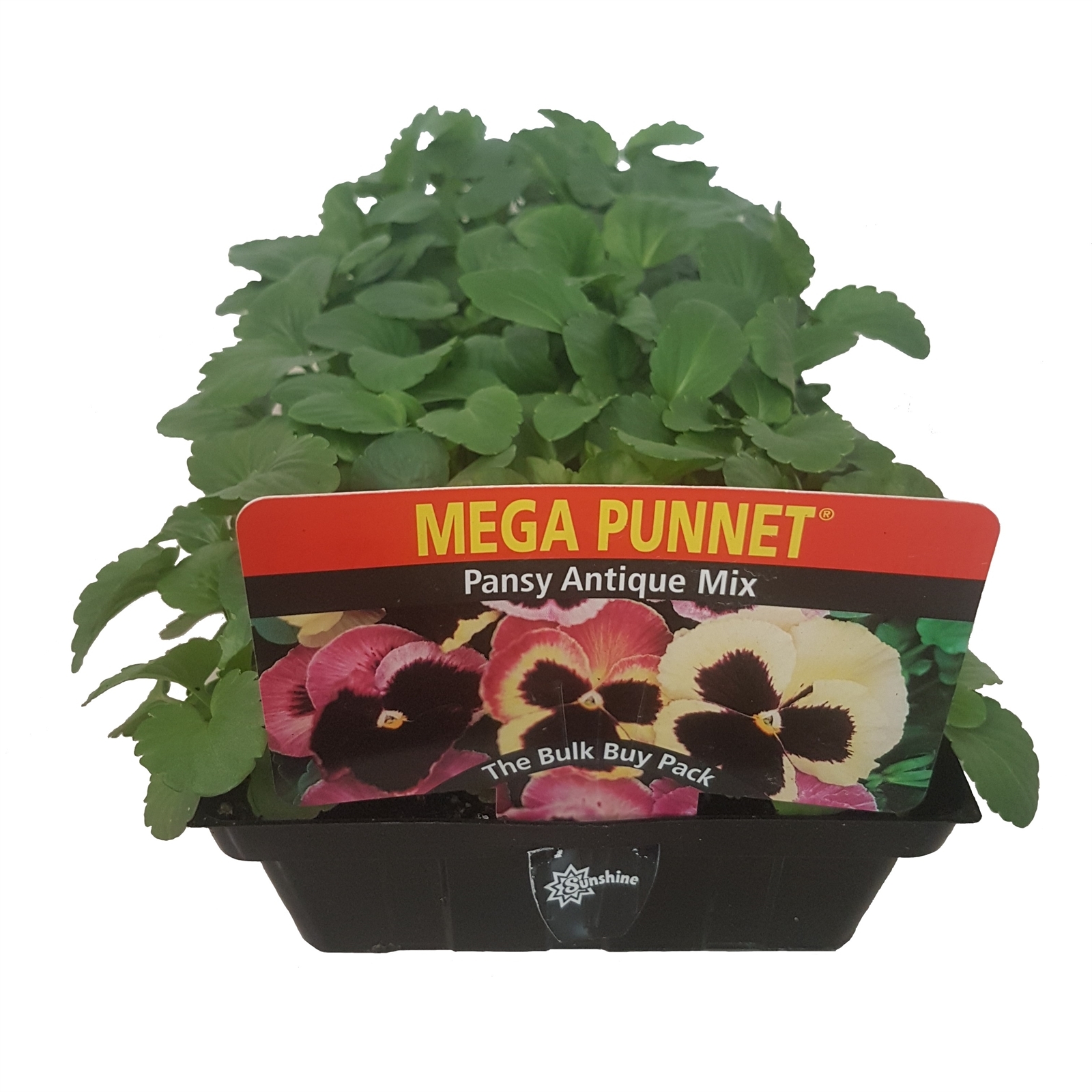 Pansy Antique Mix Viola wittrockiana Bunnings Australia