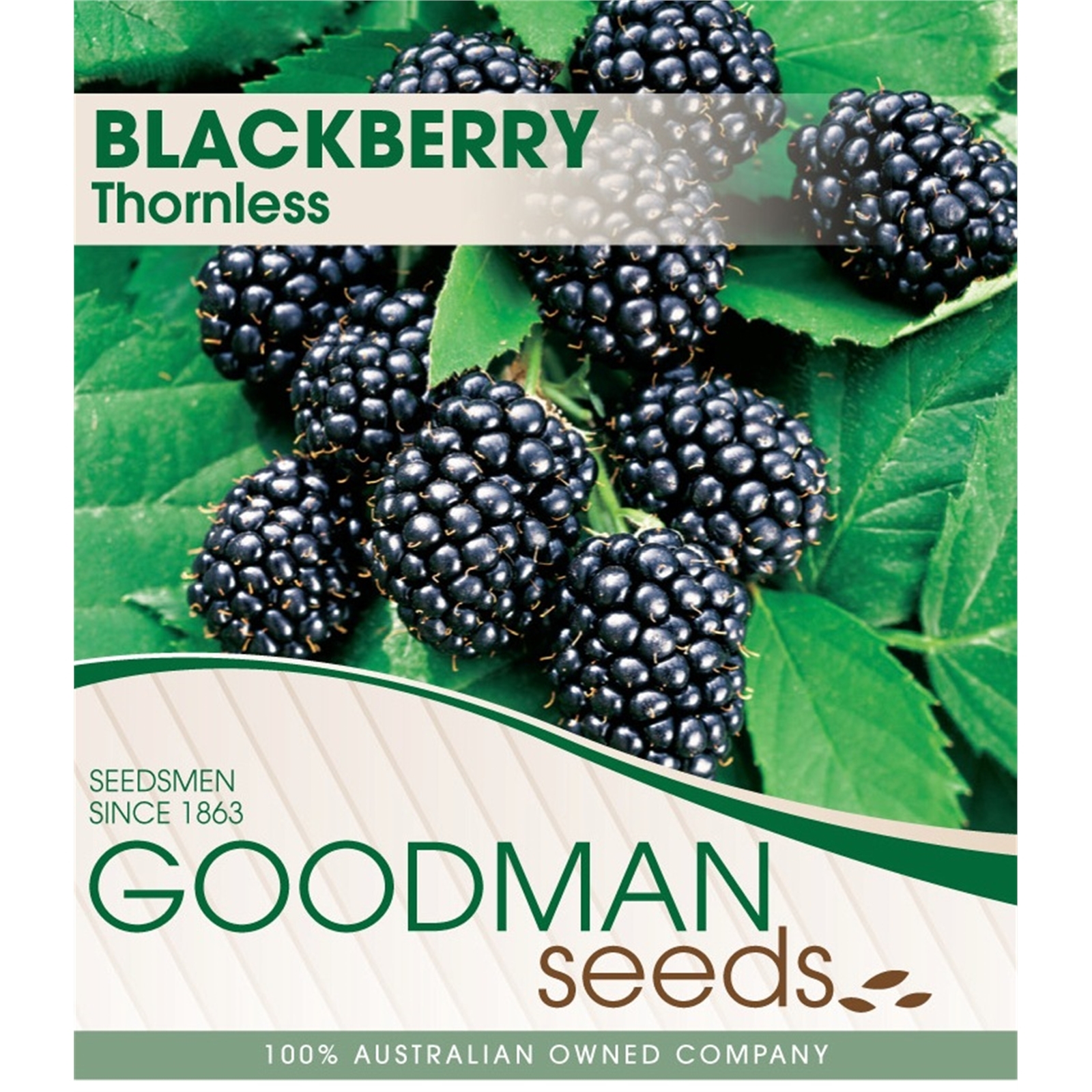 Thornless Blackberry 1 Cane Bagged Rubus fruticosus Bunnings Australia
