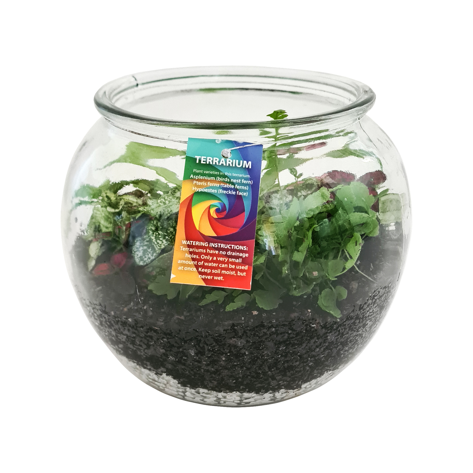 180mm Extra Large Terrarium Assorted Varieties Bunnings Australia