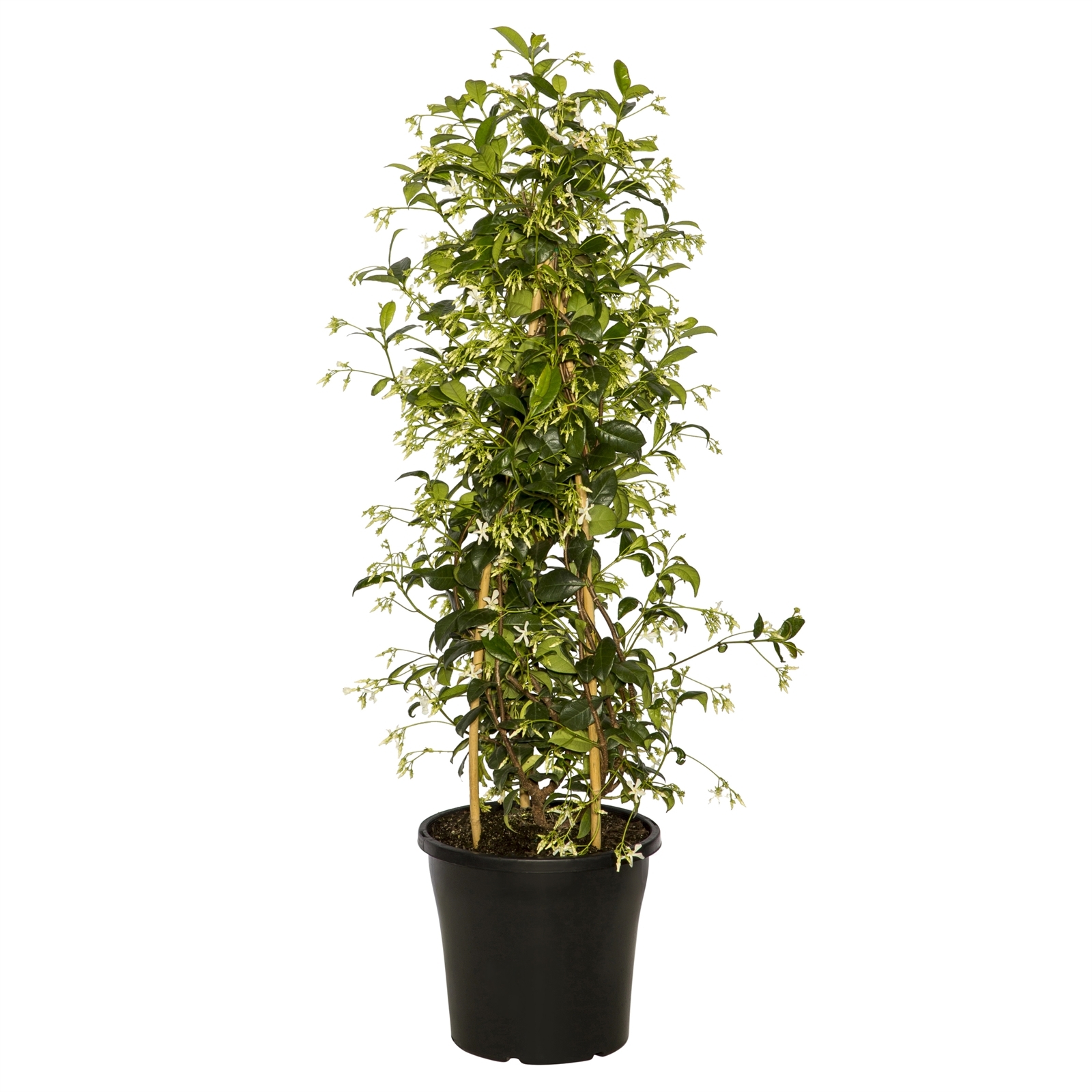 200mm Chinese Star Jasmine Trachelospermum jasminoides Bunnings Australia