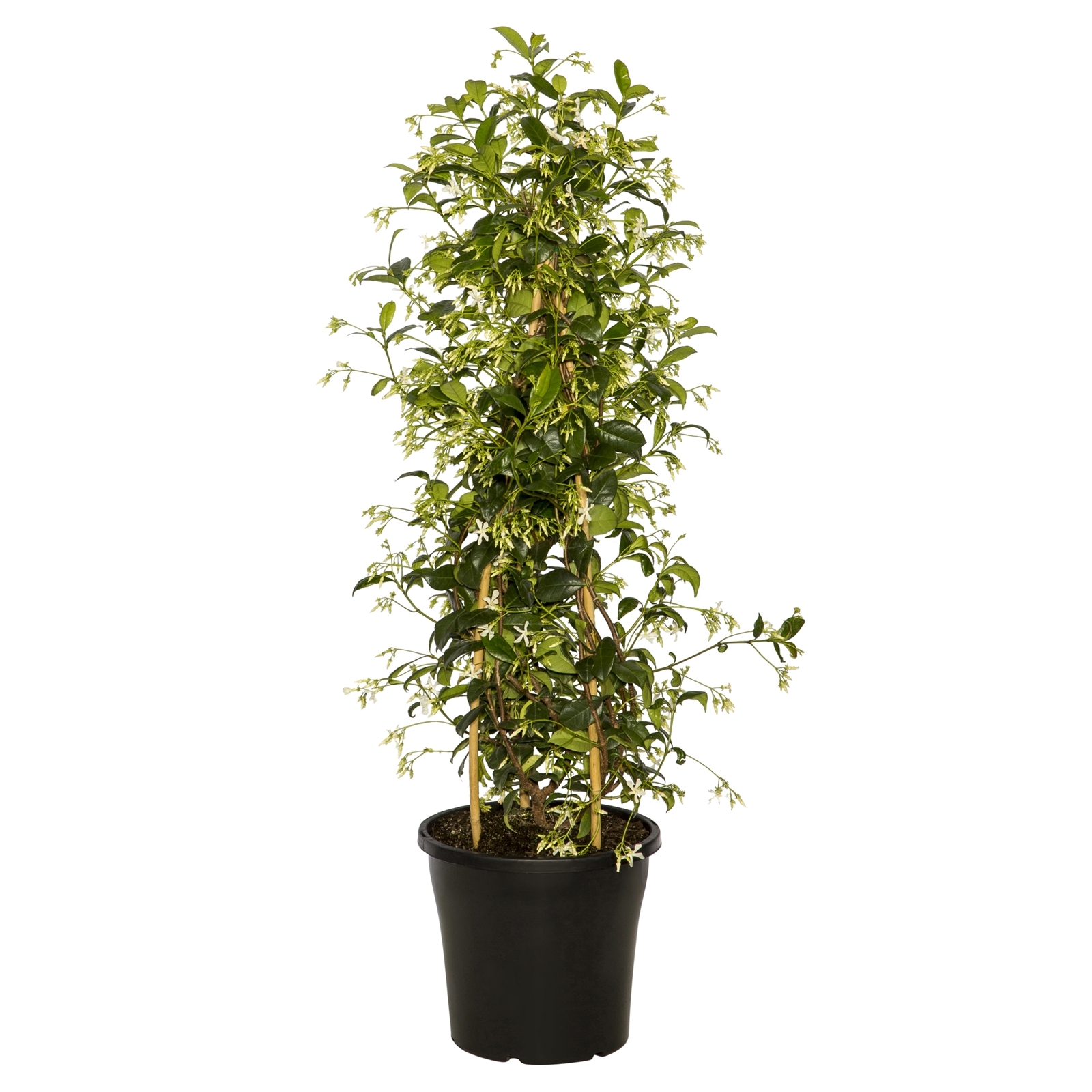 200mm Chinese Star Jasmine - Trachelospermum jasminoides - Bunnings ...