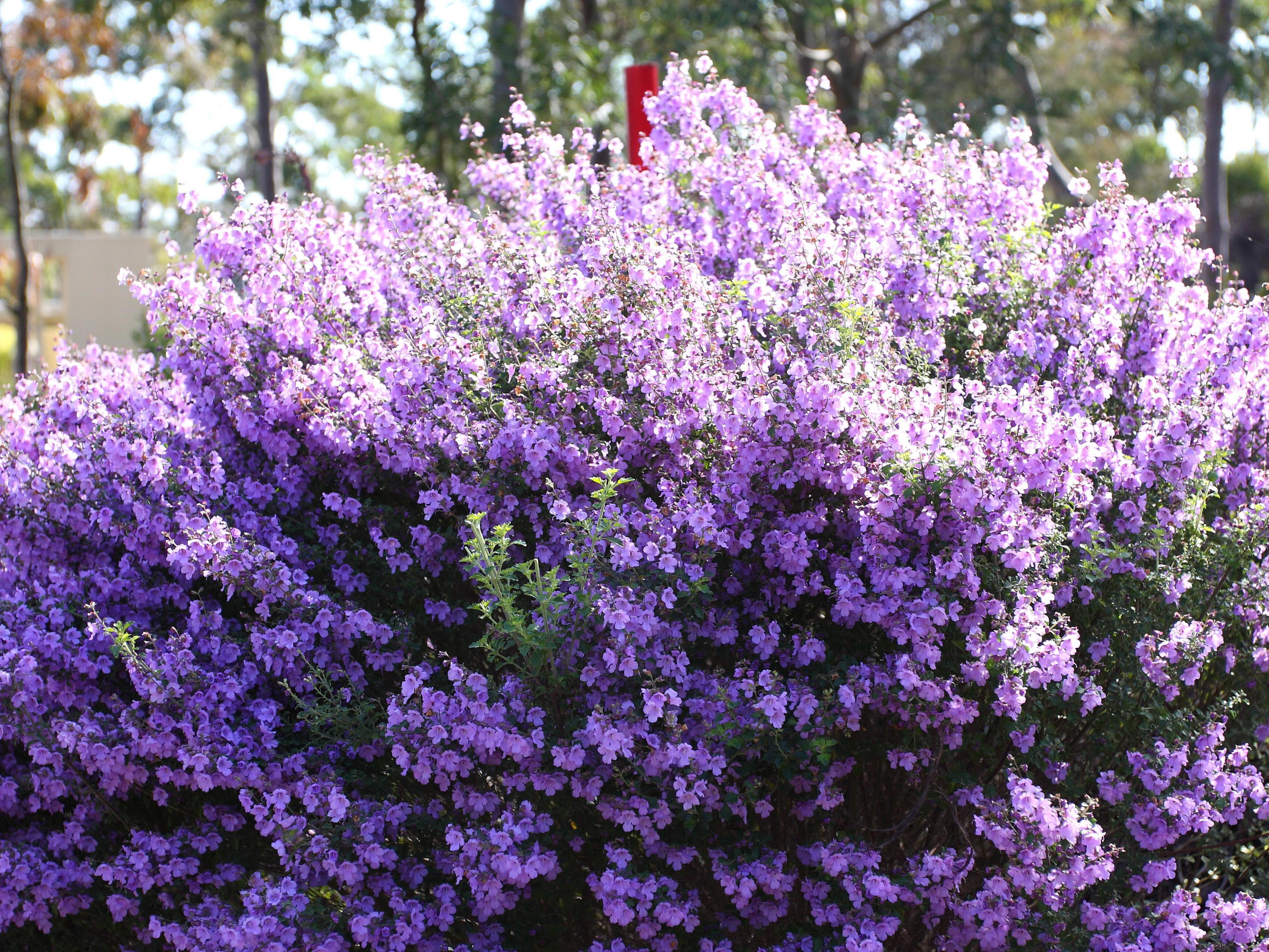 How To Grow Native Thyme Bunnings Australia