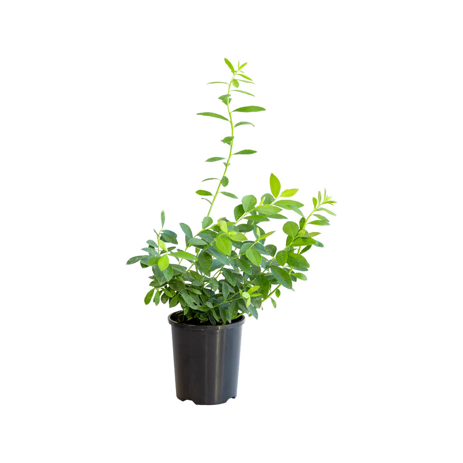 125mm Blueberry Sunshine Blue Vaccinyum corymbusm Bunnings Australia