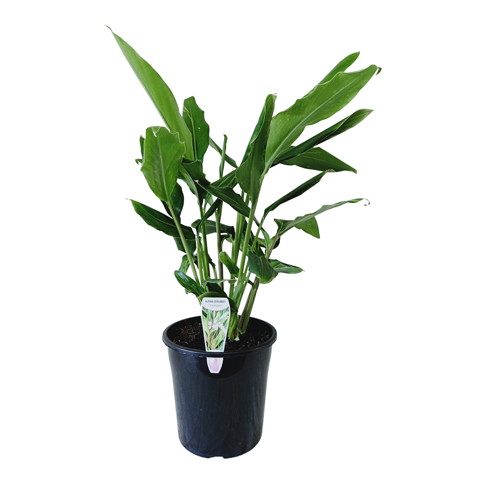 200mm Variegata shell ginger Alpinia Zerumbet Variegata Bunnings