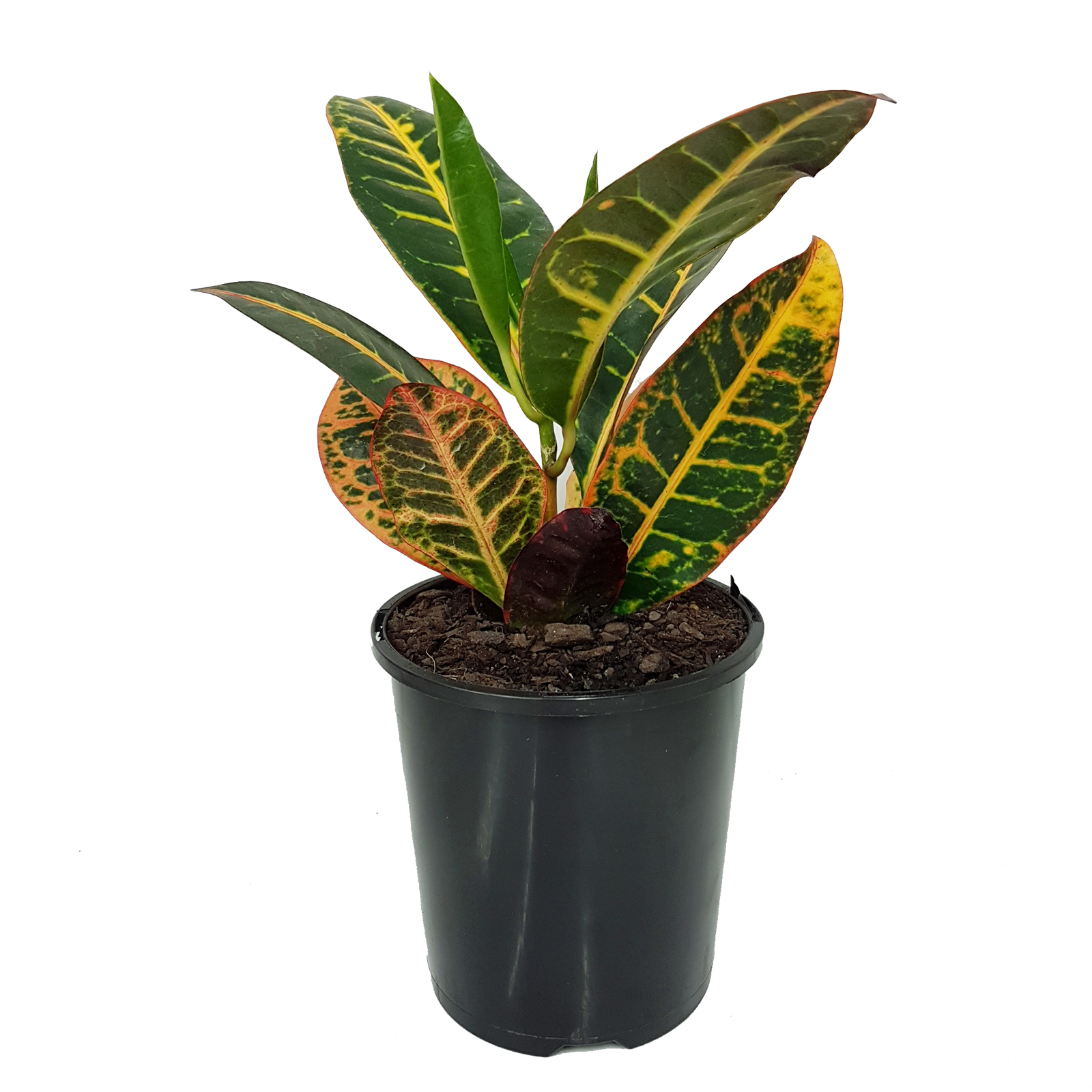 125mm Croton Petra - Codiaeum variegatum - Bunnings Australia