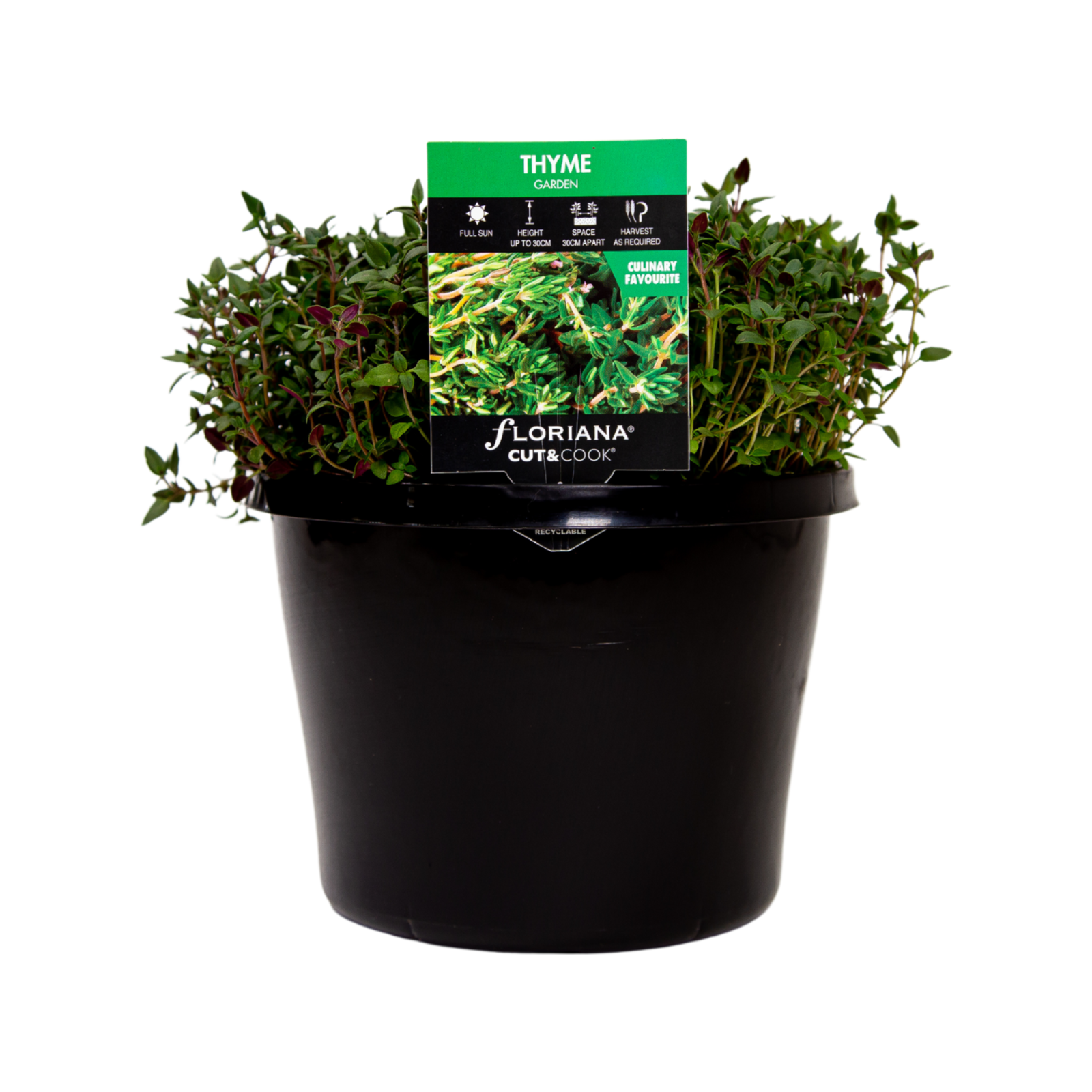 180mm Thyme Garden Thymus vulgaris Bunnings Australia