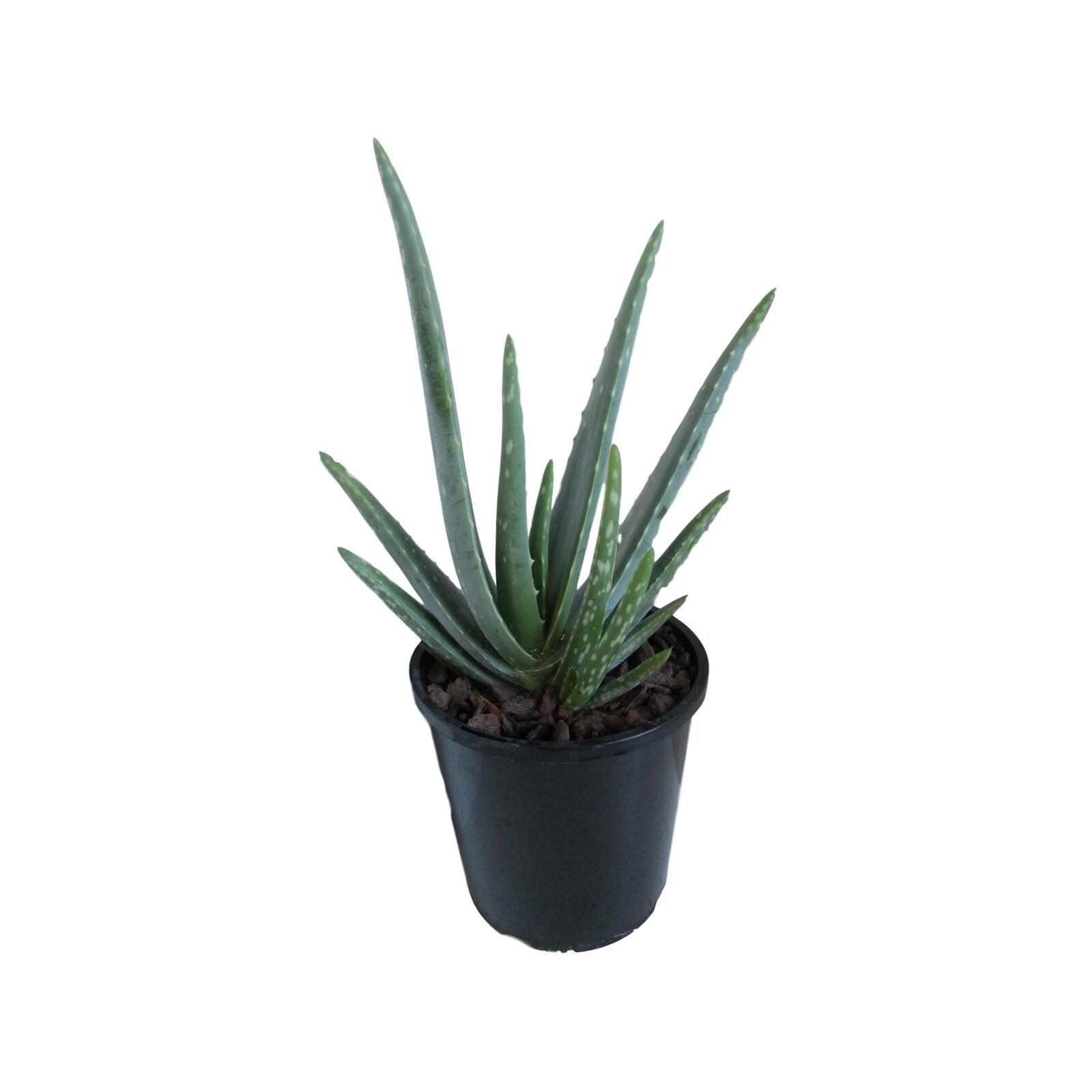240mm Aloe Vera Aloe vera Bunnings New Zealand