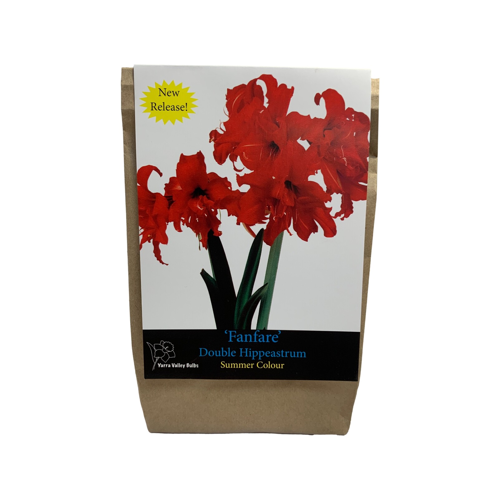 Yarra Valley Bulbs Hippeastrum Fanfare 1 Pack Bunnings Australia