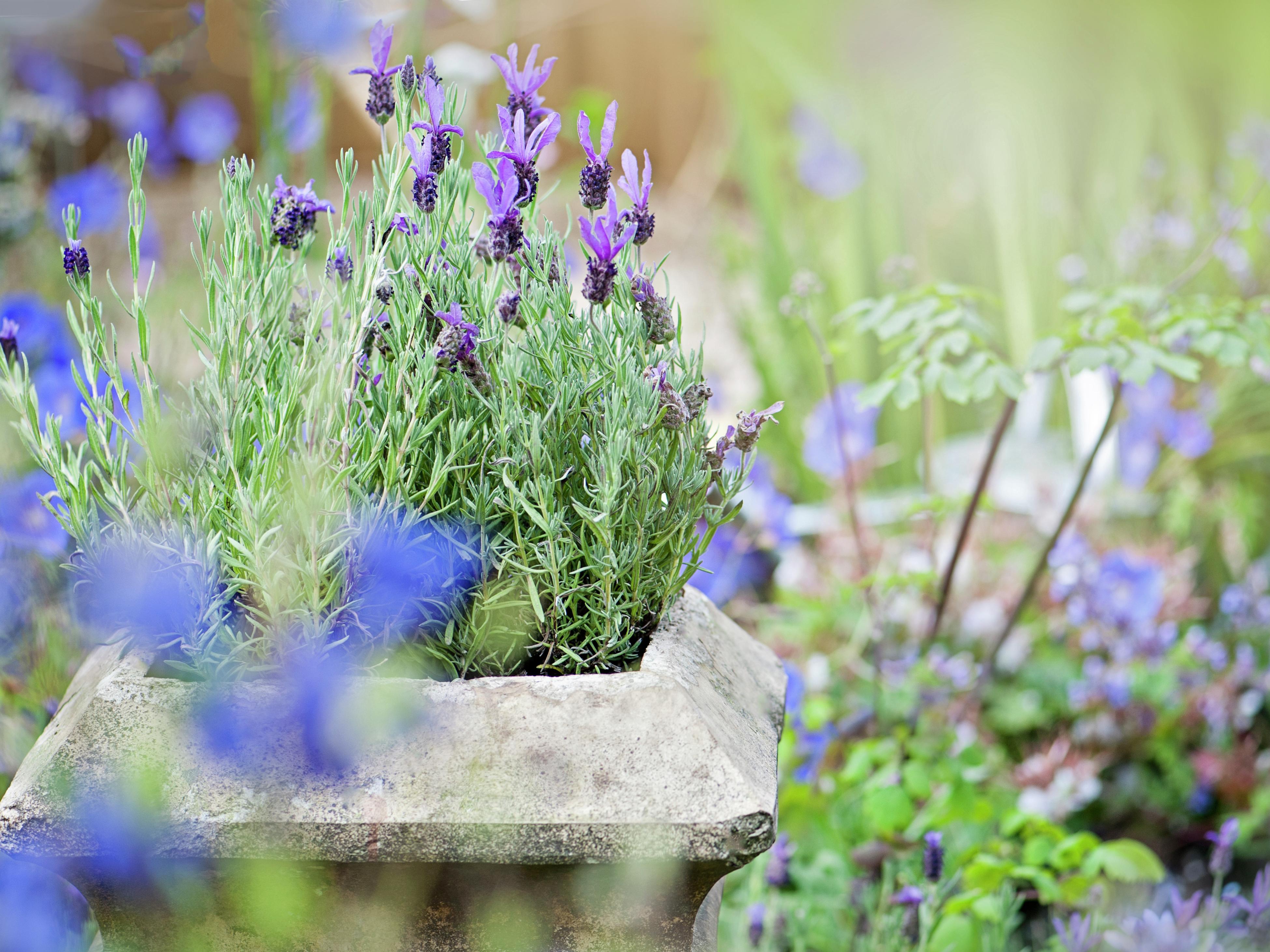 Upright Rosemary and Beyond: A Complete Guide to This Versatile Herb - Talk  Flowers to Me