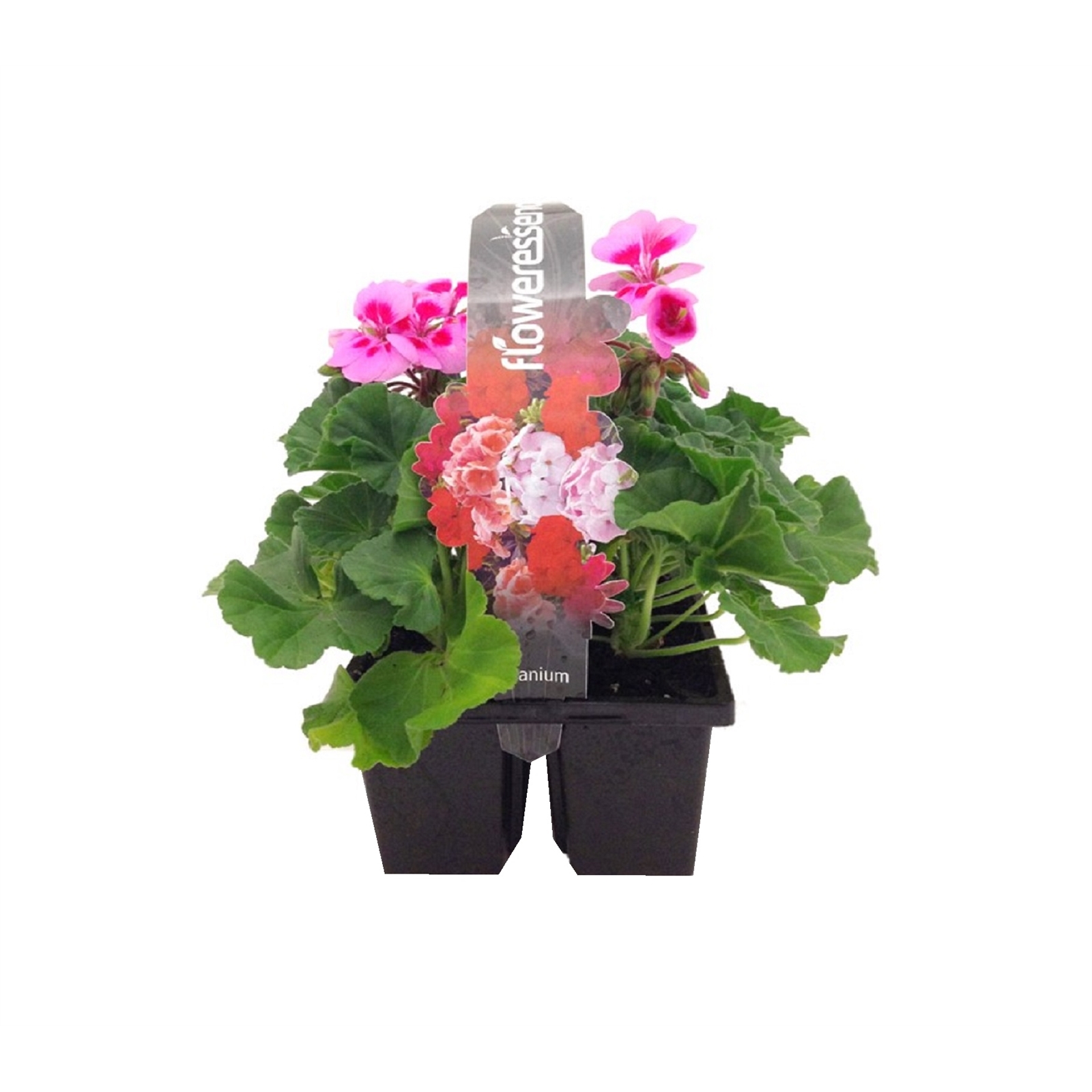 4 Cell Geranium - Pelargonium Zonale Hybrid - Floweressence Range 