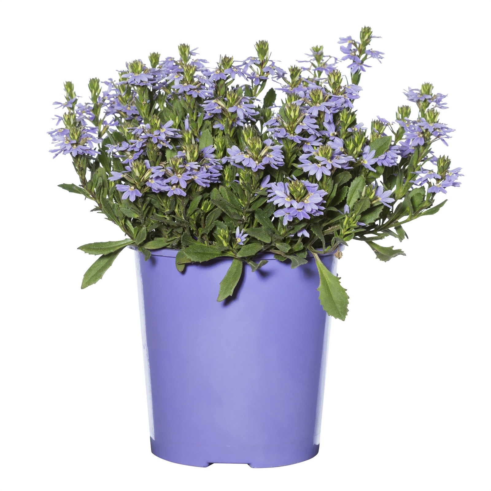 140mm Scaevola 'Fandancer' Fan Flower - Scaevola aemula - Bunnings ...