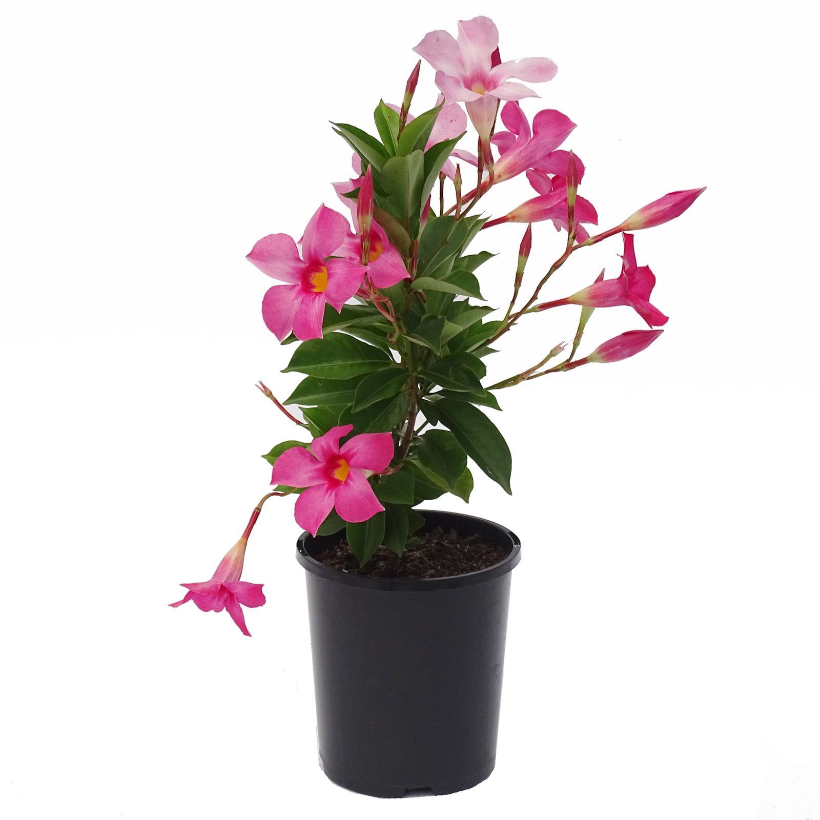 140mm Mandevilla Aloha Bright Pink - Mandevilla Splendens - Bunnings 