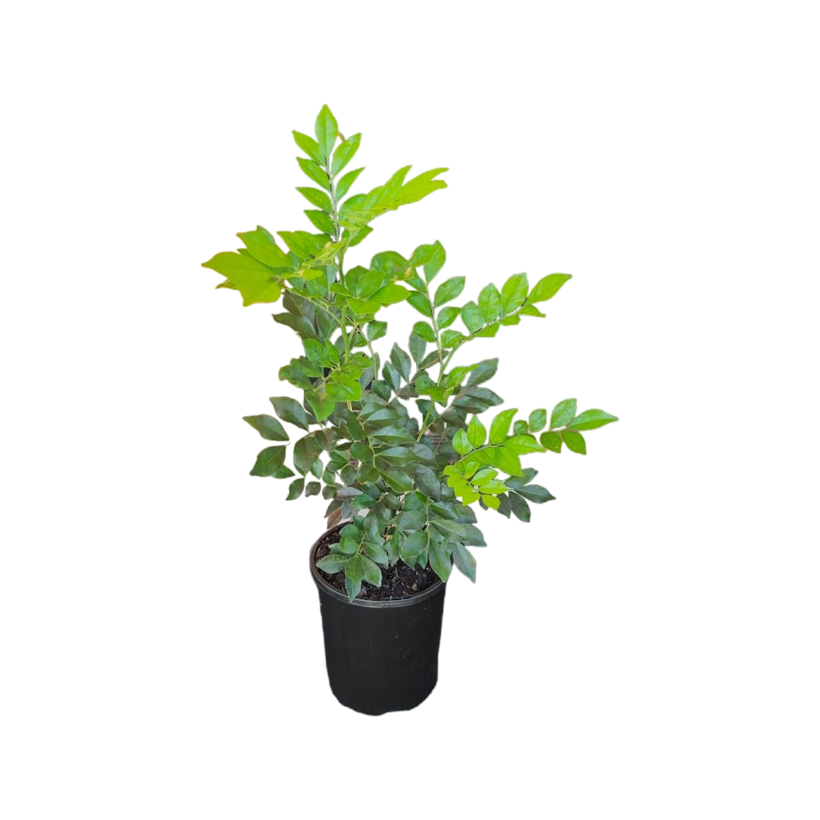 140mm Mock Orange Murraya paniculata Bunnings Australia