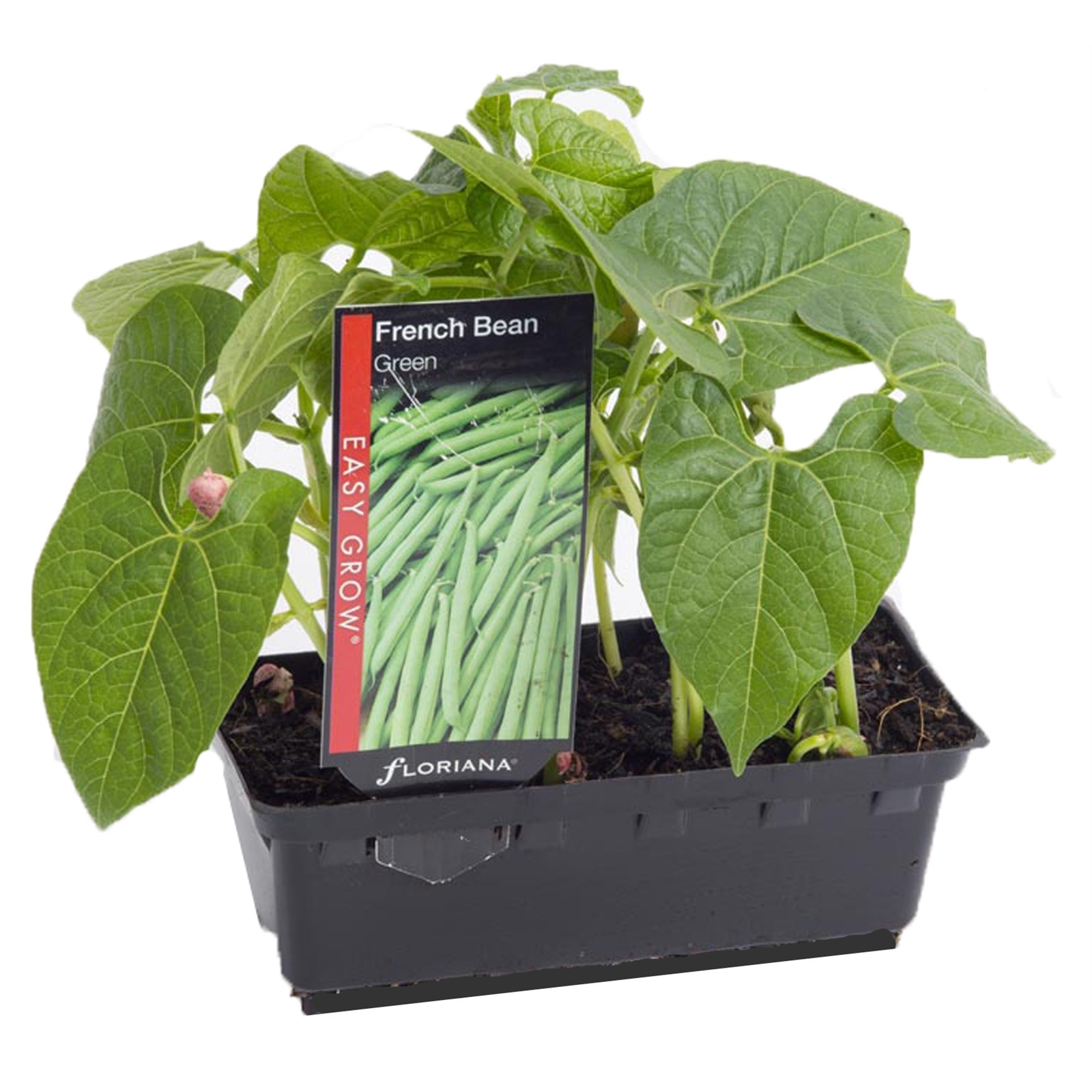 French Green Bean Phaseolus vulgaris Bunnings Australia