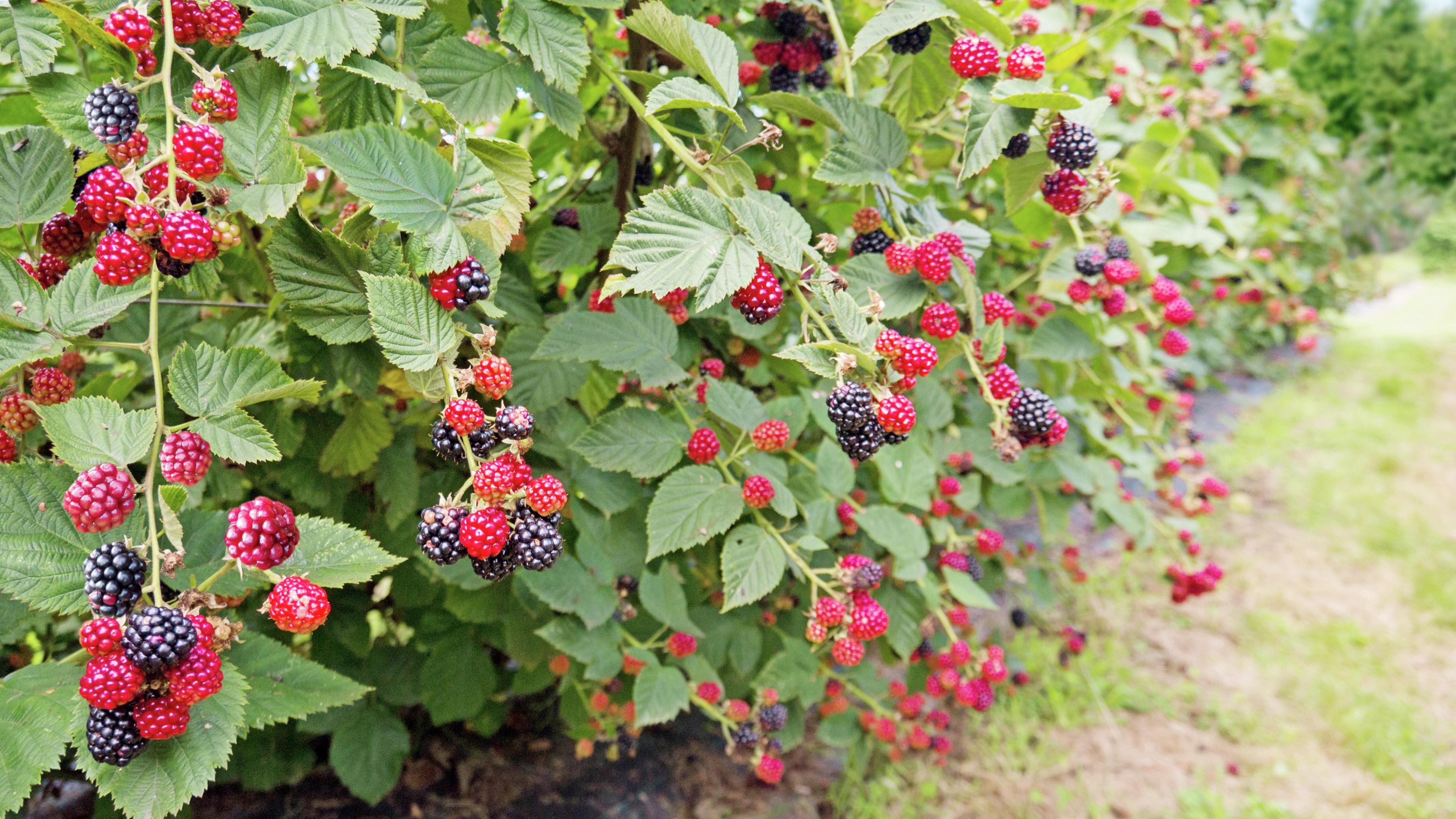 Shop  NZ Seedless Bramble Berries Fruit Preserve