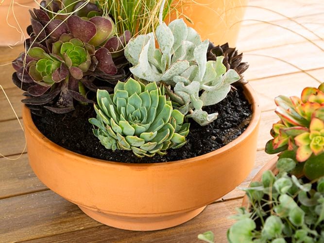 terracotta Bowl