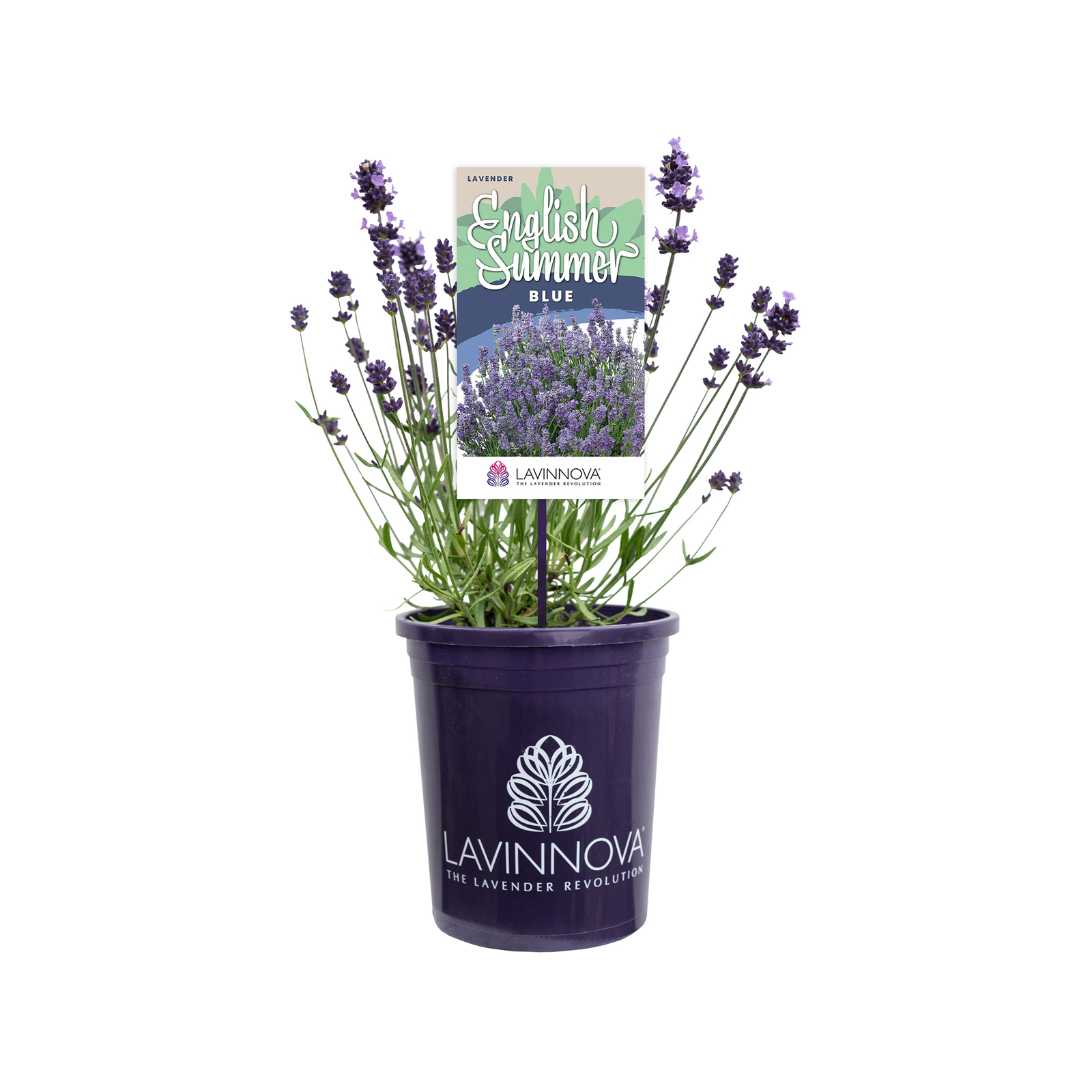 140mm Lavander English Summer Blue Bunnings Australia