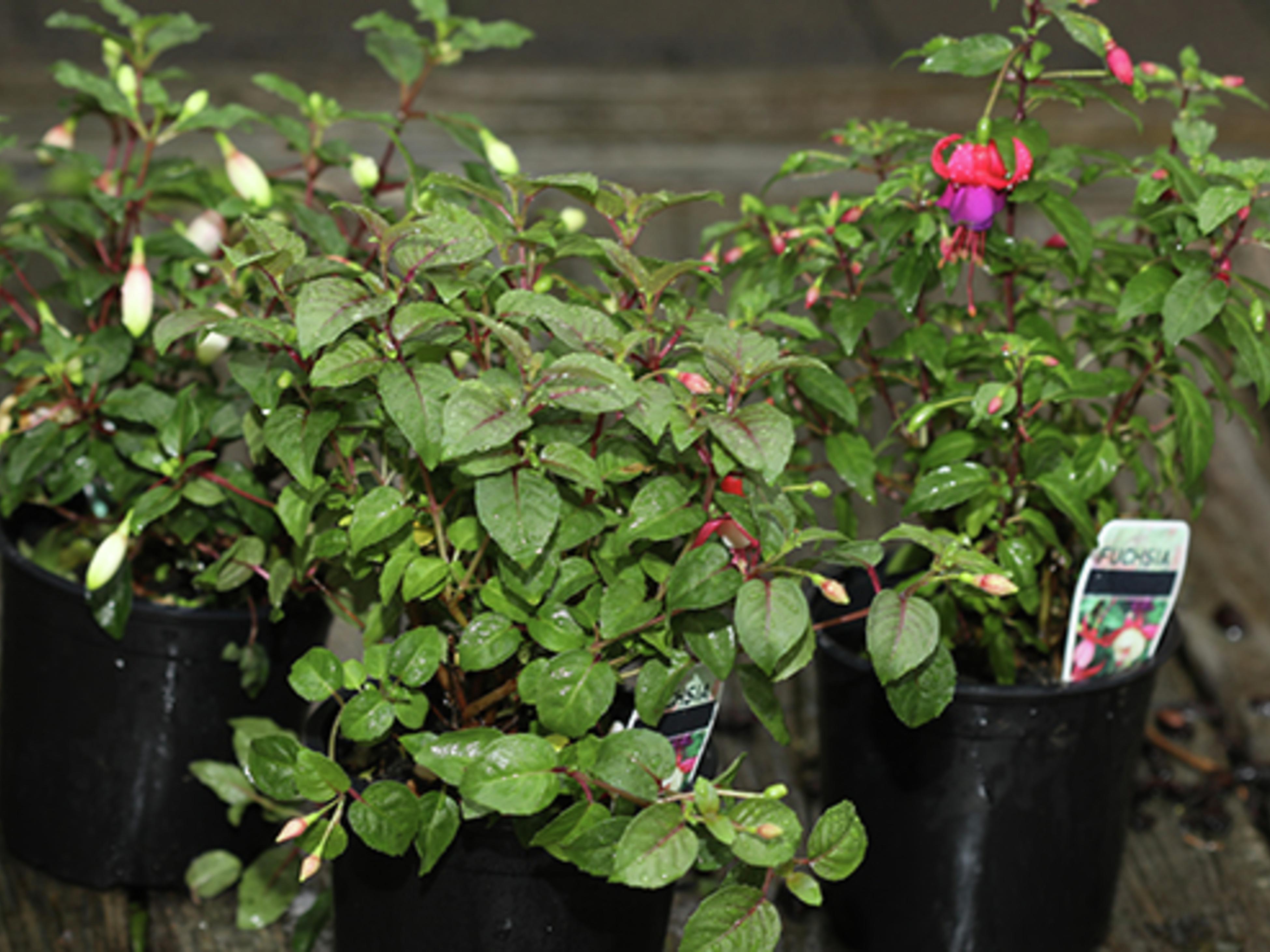 How To Grow And Prune Hibiscus - Bunnings Australia
