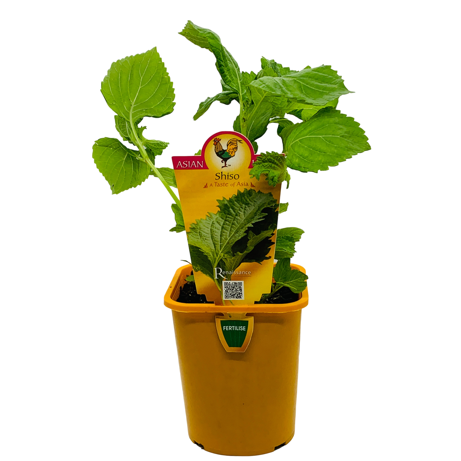 100mm Shiso Perilla Mint Perilla frutescens Crispa Renaissance Herbs Range Bunnings Australia