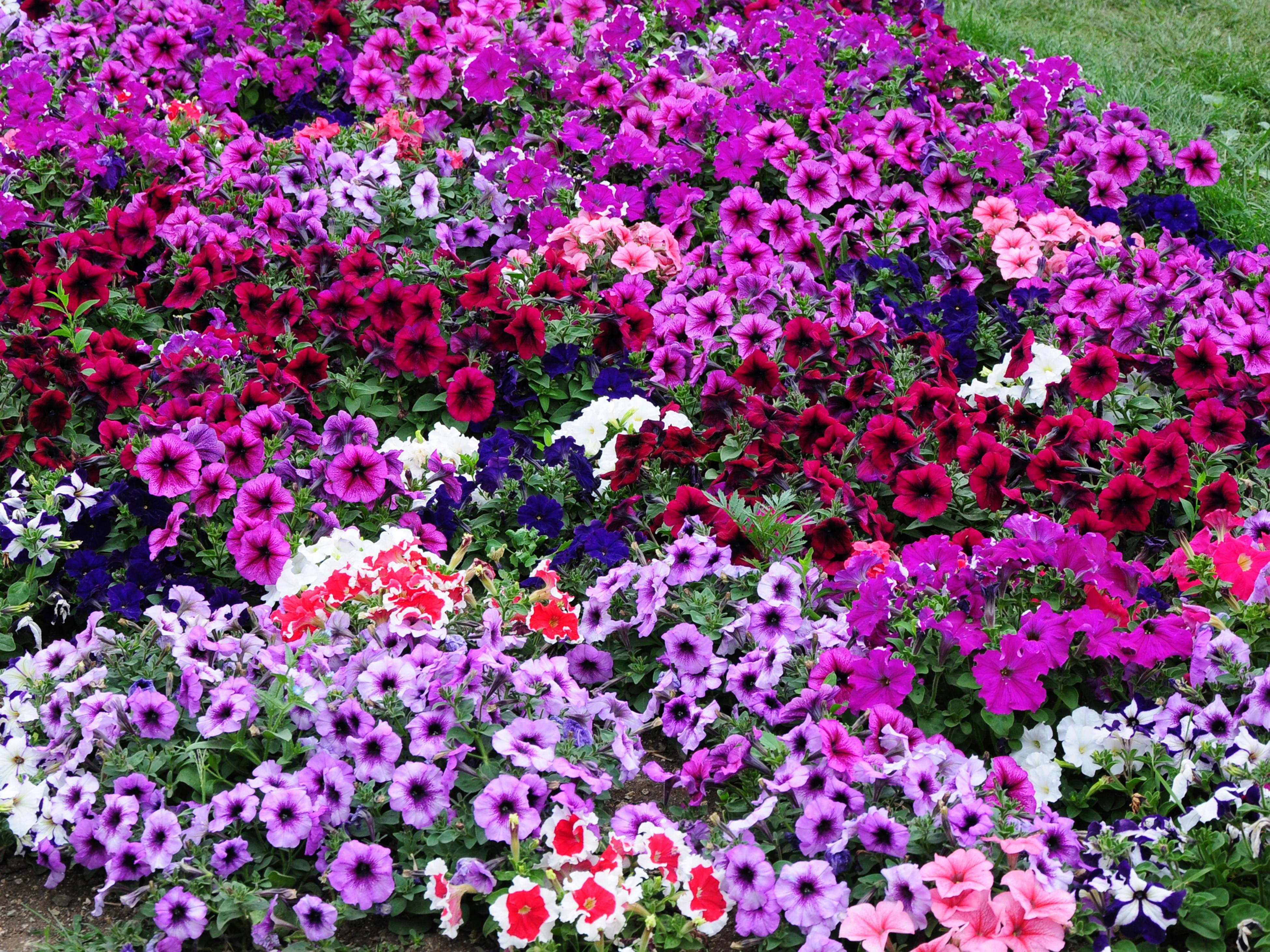 How To Start A Flower Garden: 13 Essential Steps - Bunnings New Zealand