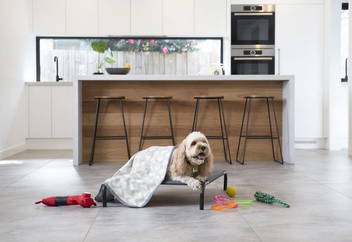 Dog lying in dog bed in kitchen