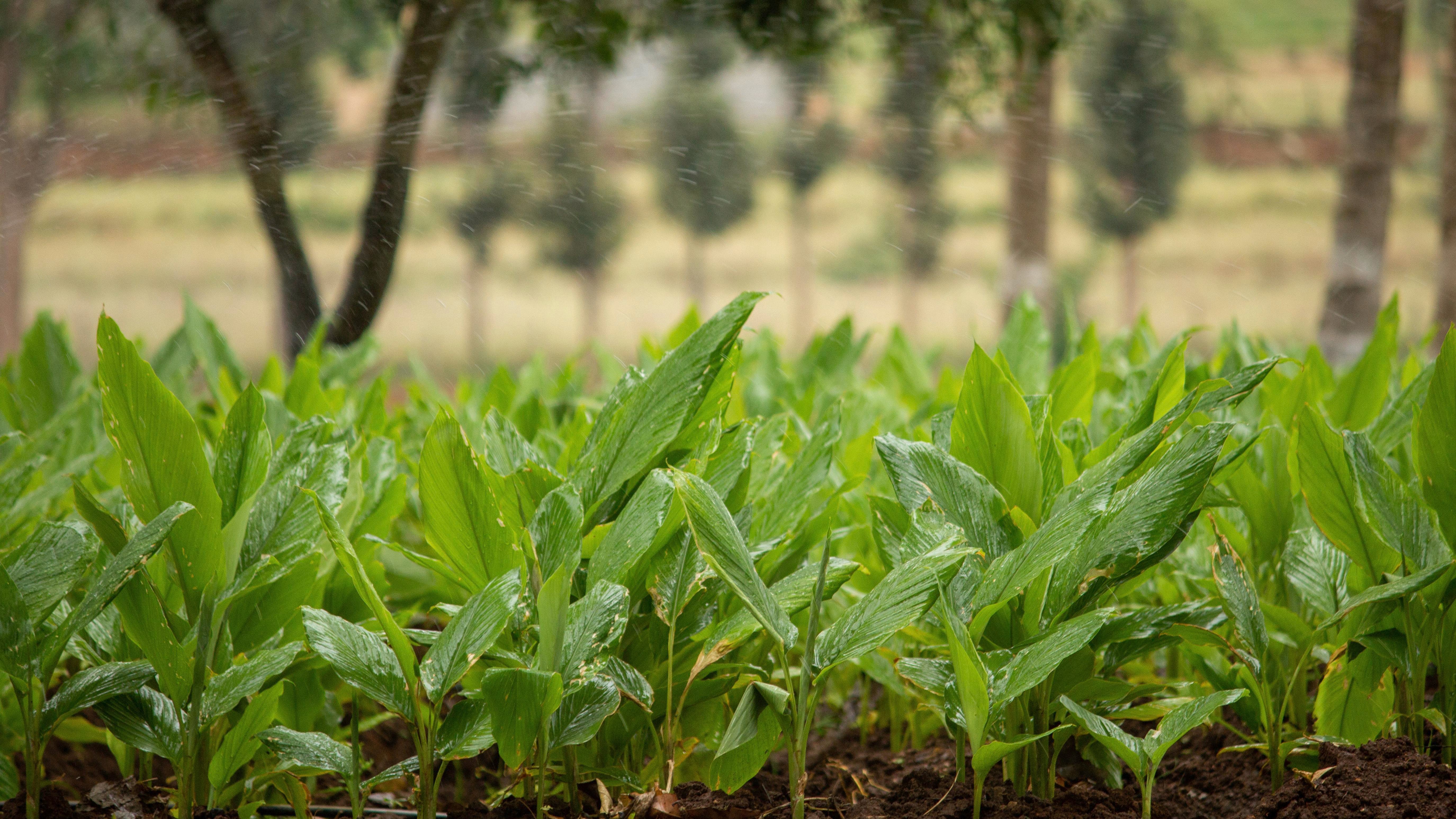 Turmeric