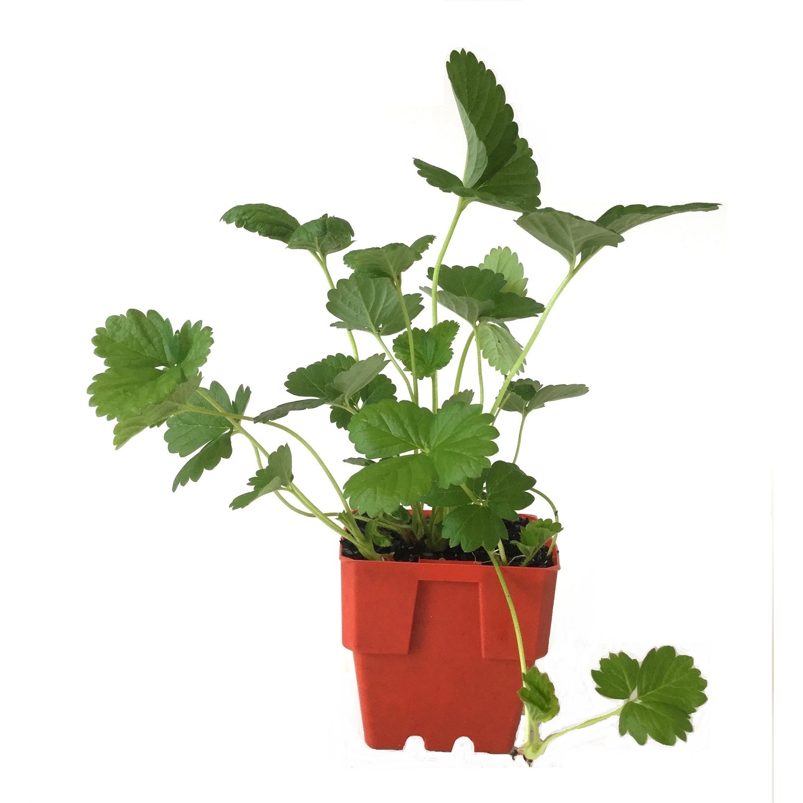 100mm Assorted Strawberry Plants - Bunnings Australia