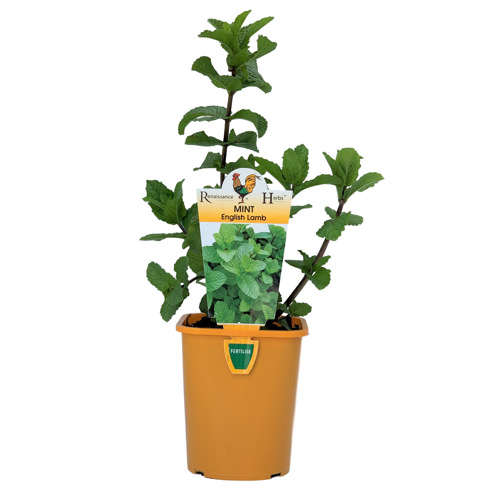 100mm English Lamb Mint Mentha spicata Spanish Renaissance Herbs Range Bunnings Australia