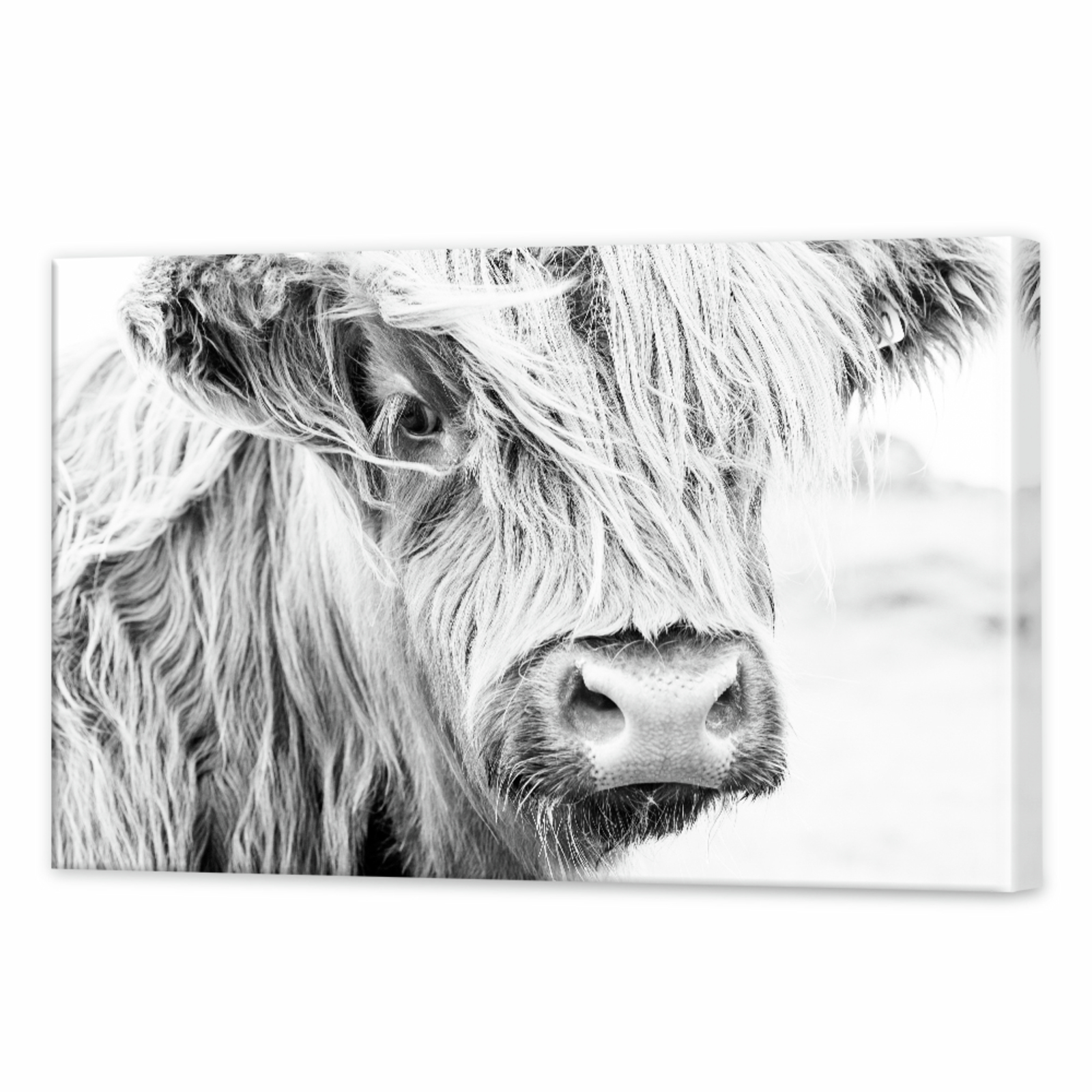 Highland Cow Monochrome | 120 x 80cm Stretched Canvas Print - Bunnings ...