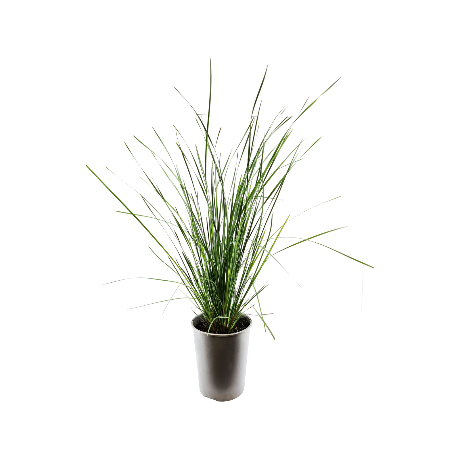 200mm Lomandra Nyalla - Lomandra longifolia - Bunnings Australia