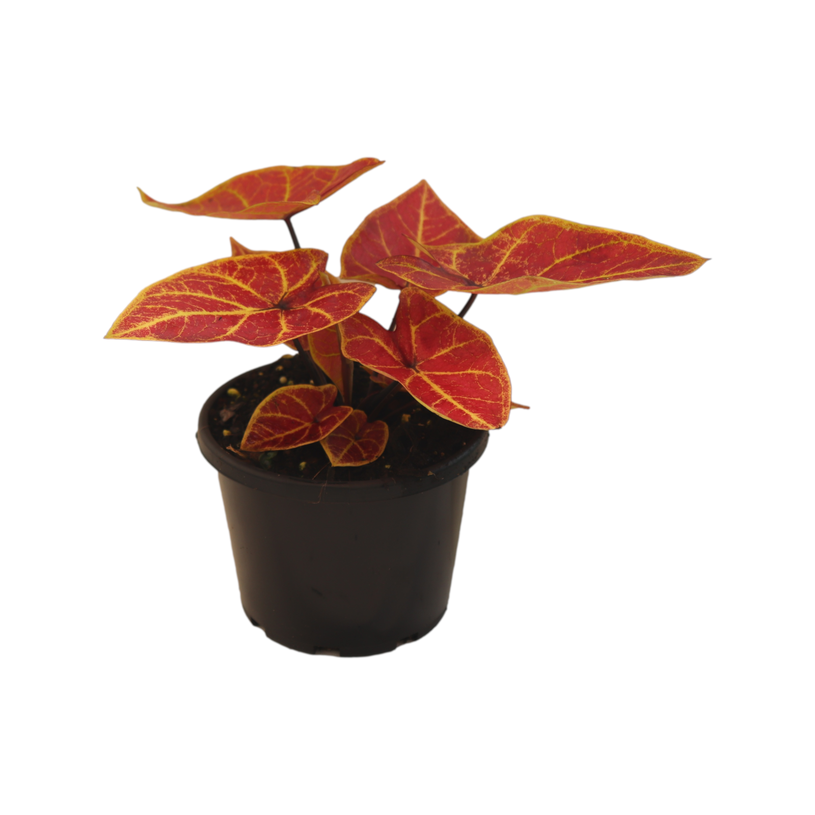 130mm Caladium New Wave Caladium sp. Bunnings Australia