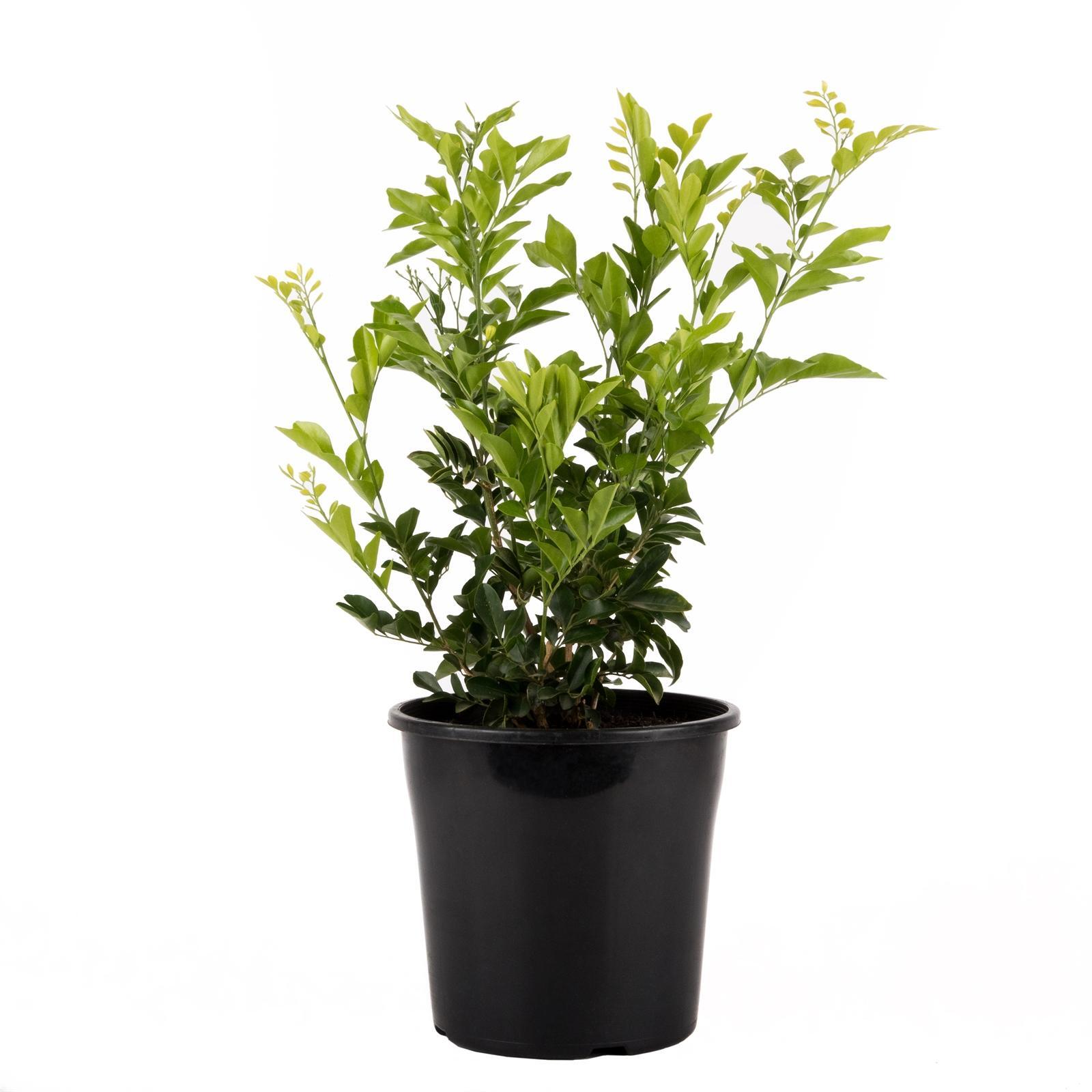 180mm Murraya or Orange Jessamine Murraya paniculata Bunnings Australia