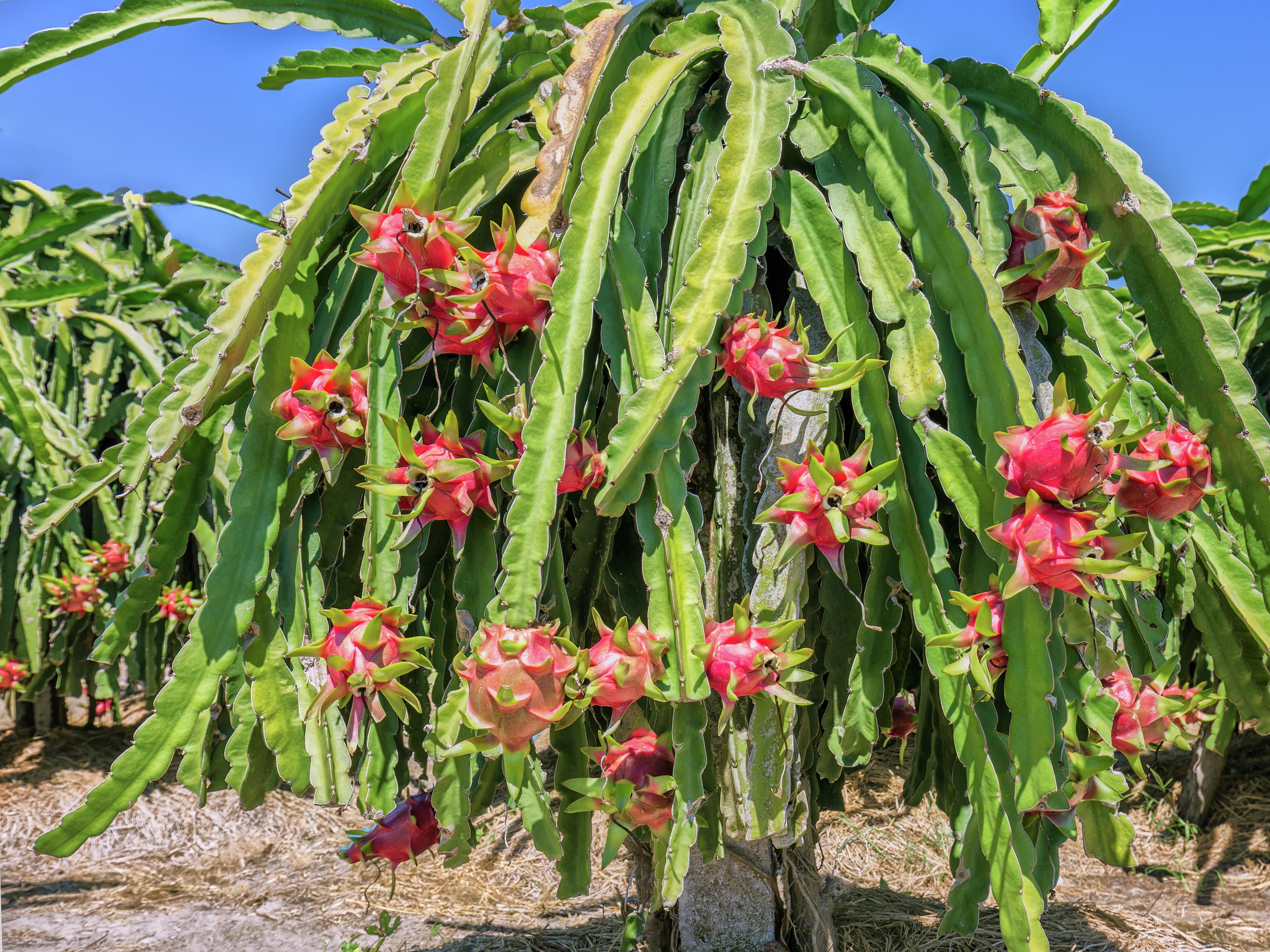 Red dragon fruit plants