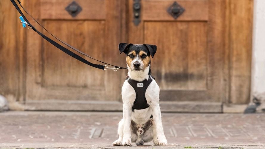 Dog sitting in front of door with harness and lead