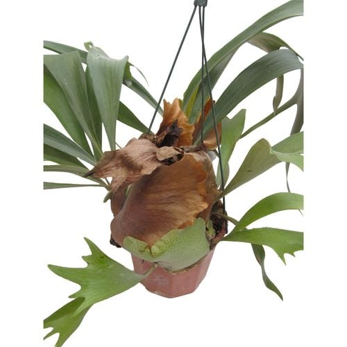 180mm Elkhorn Fern in Hanging Basket Bunnings Australia