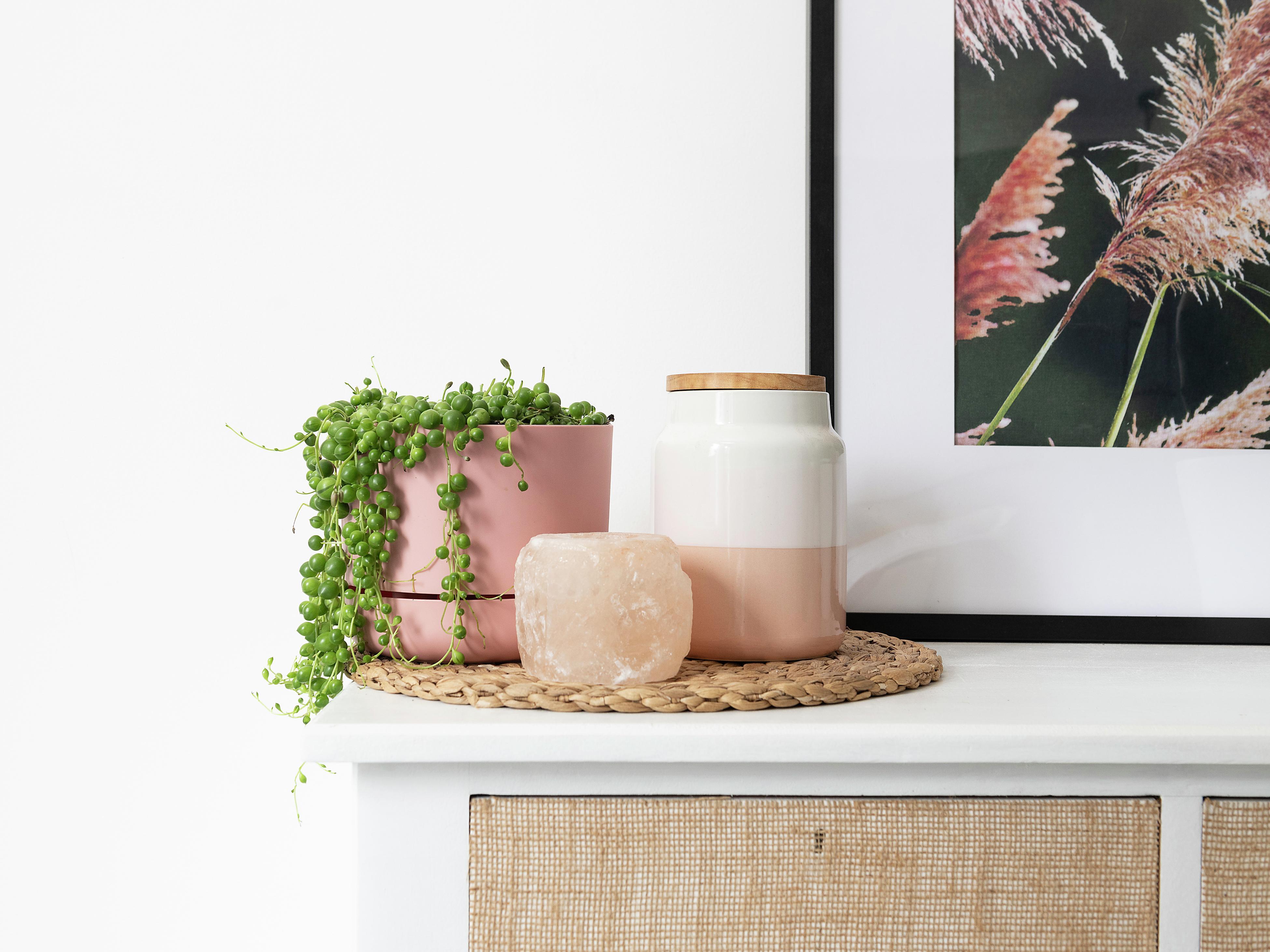 How To Care For A String Of Pearls Bunnings New Zealand