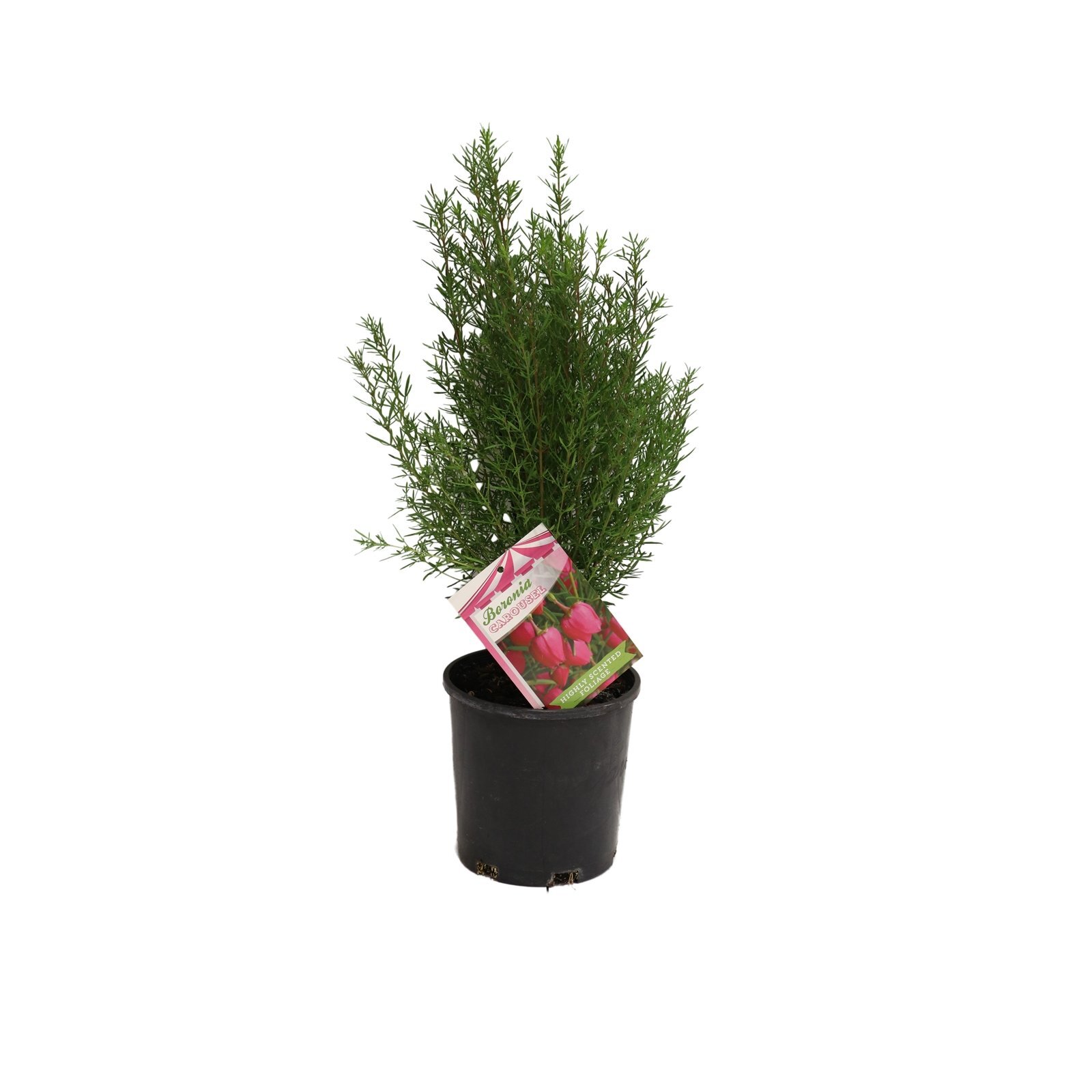 140mm Boronia Carousel - Boronia heterophylla x molloyae 'carousel ...